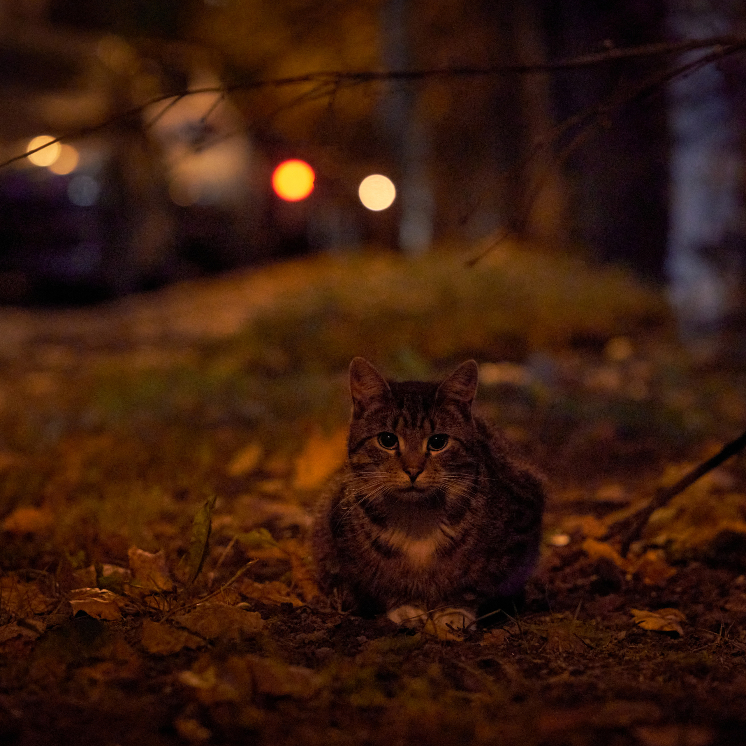 Autumn Cats. Фотограф людей и животных в Санкт-Петербурге Марина Бурмистрова