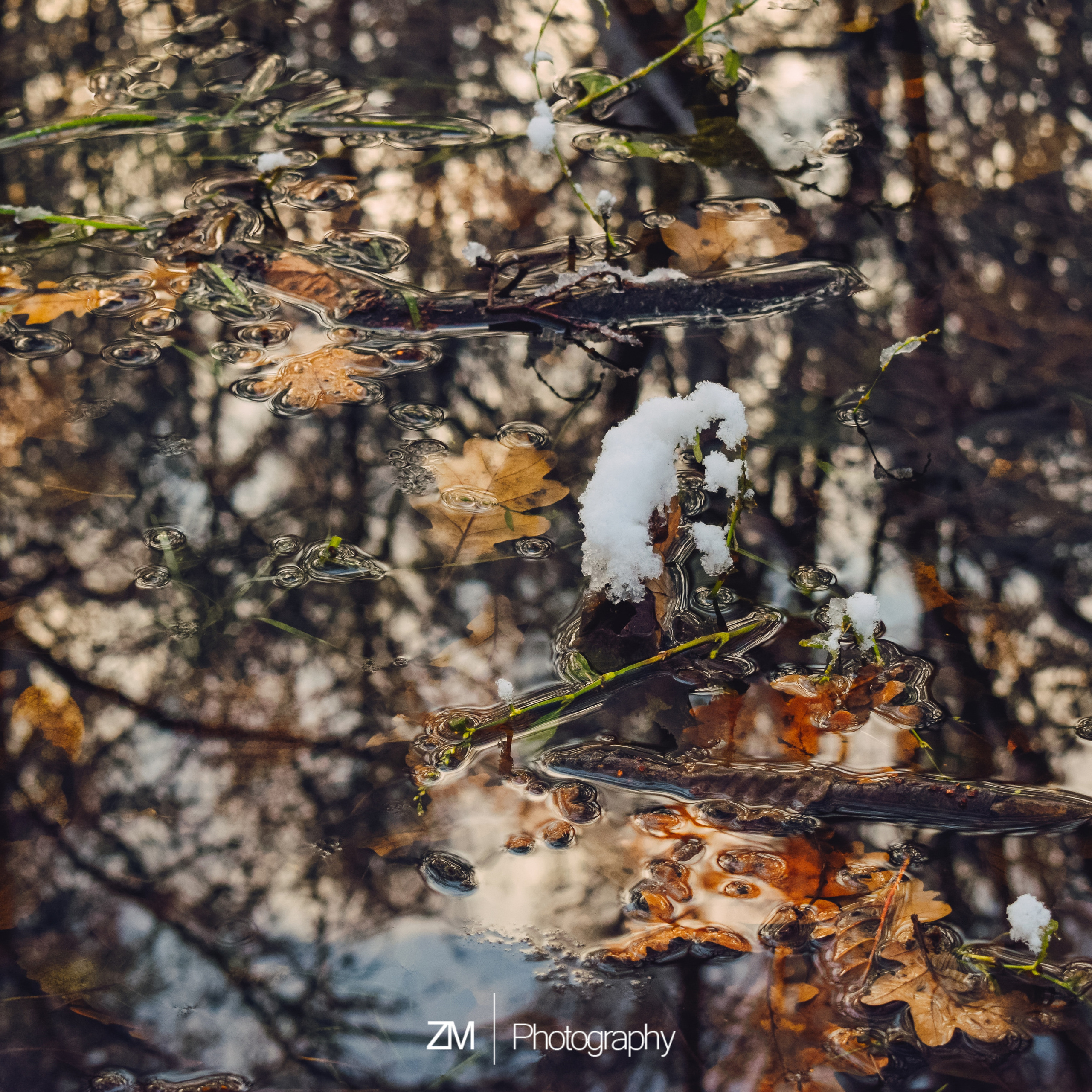 Однажды в октябре. Фотограф людей и животных в Санкт-Петербурге Марина Бурмистрова