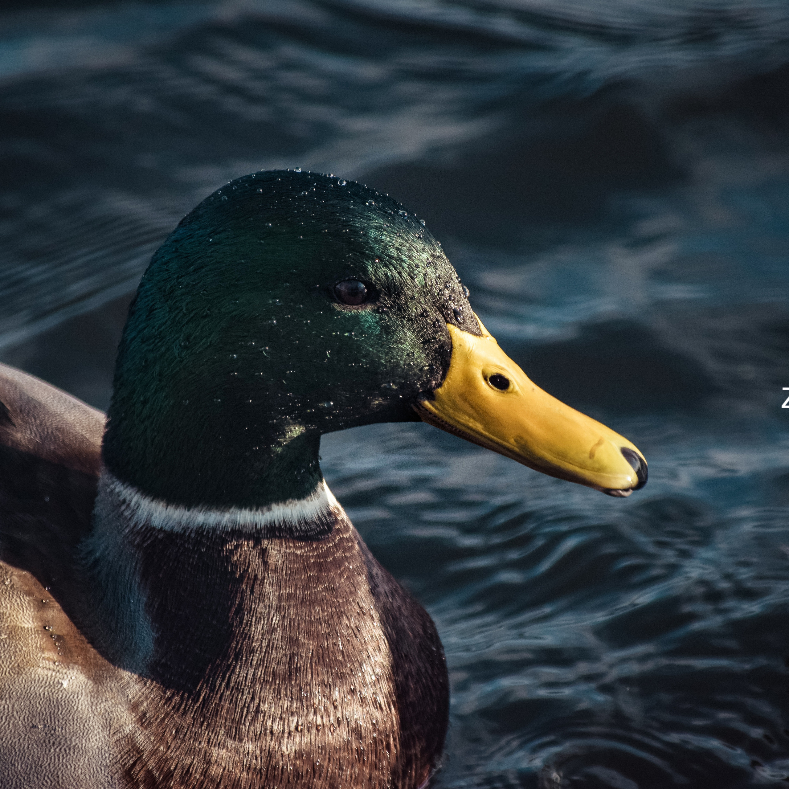 Однажды в октябре. Фотограф людей и животных в Санкт-Петербурге Марина Бурмистрова