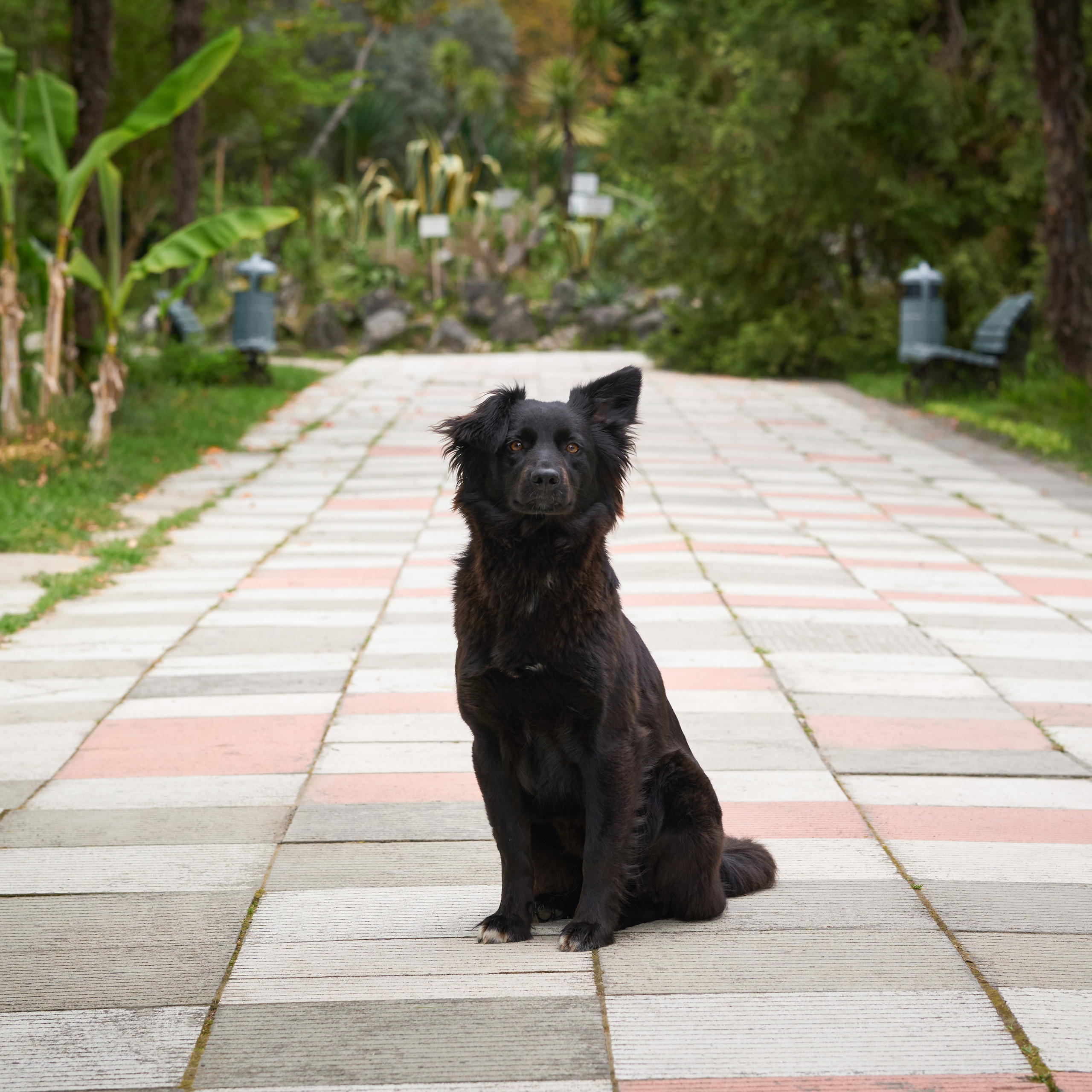 Бездомный пес в Ботаническом саду Абхазии. Фотограф людей и животных в Санкт-Петербурге Марина Бурмистрова