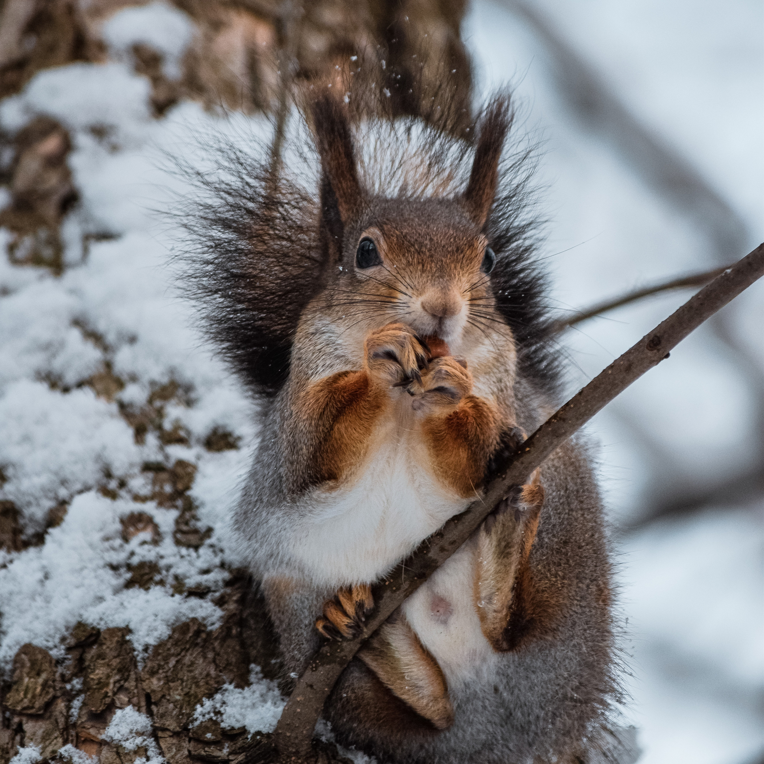 Однажды в октябре. Фотограф людей и животных в Санкт-Петербурге Марина Бурмистрова