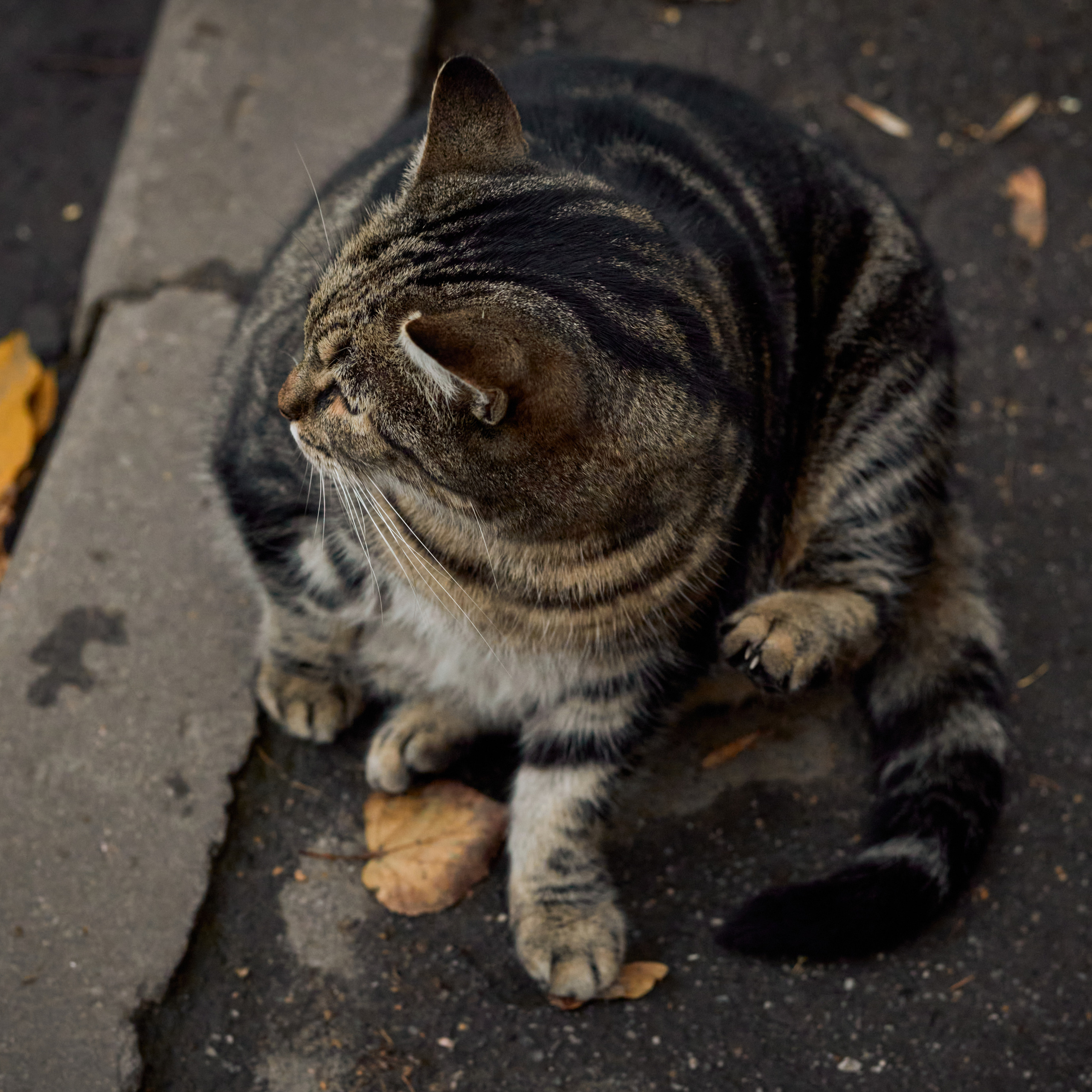 Осенние бездомные толстые коты