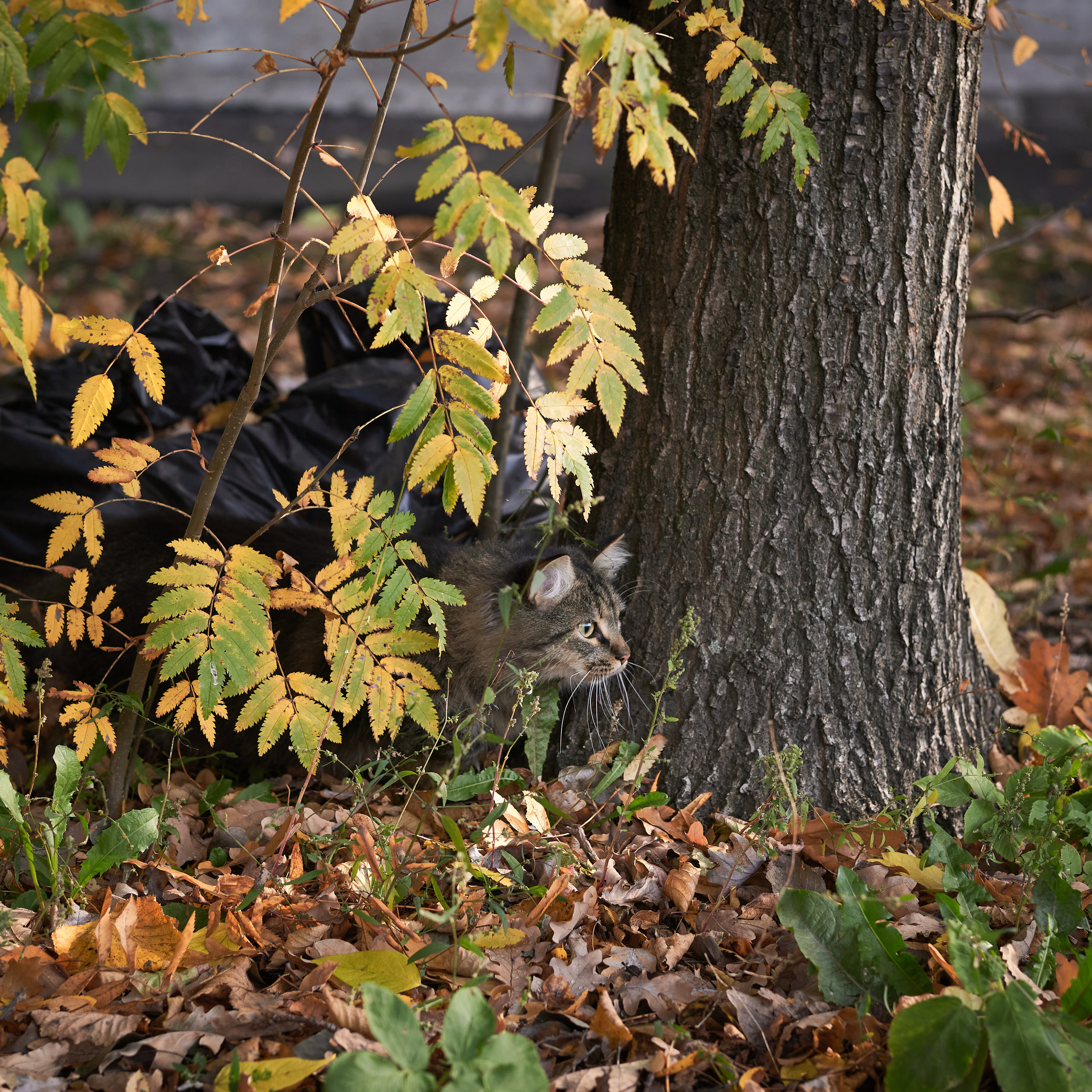 Autumn Cats. Фотограф людей и животных в Санкт-Петербурге Марина Бурмистрова