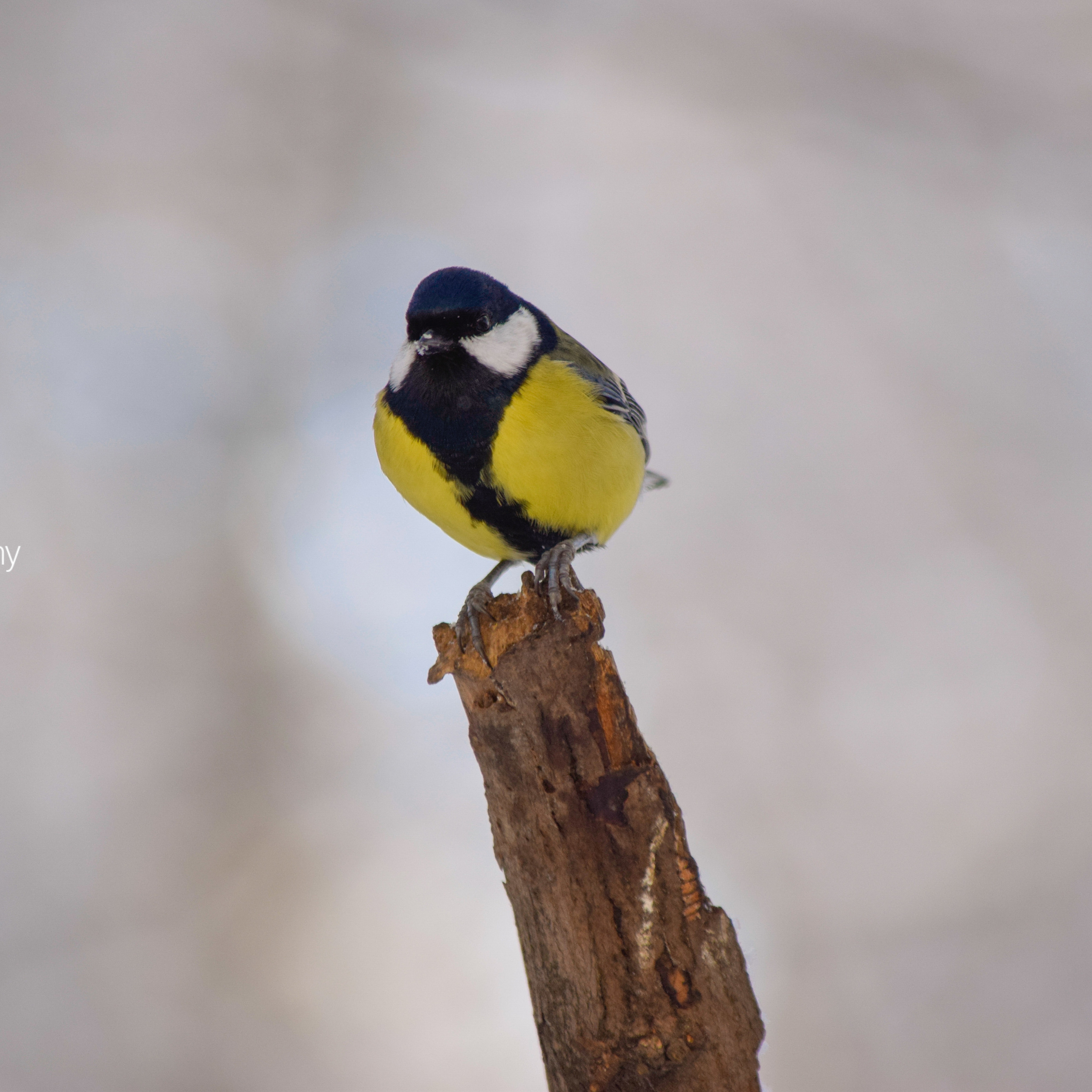 Однажды в октябре. Фотограф людей и животных в Санкт-Петербурге Марина Бурмистрова