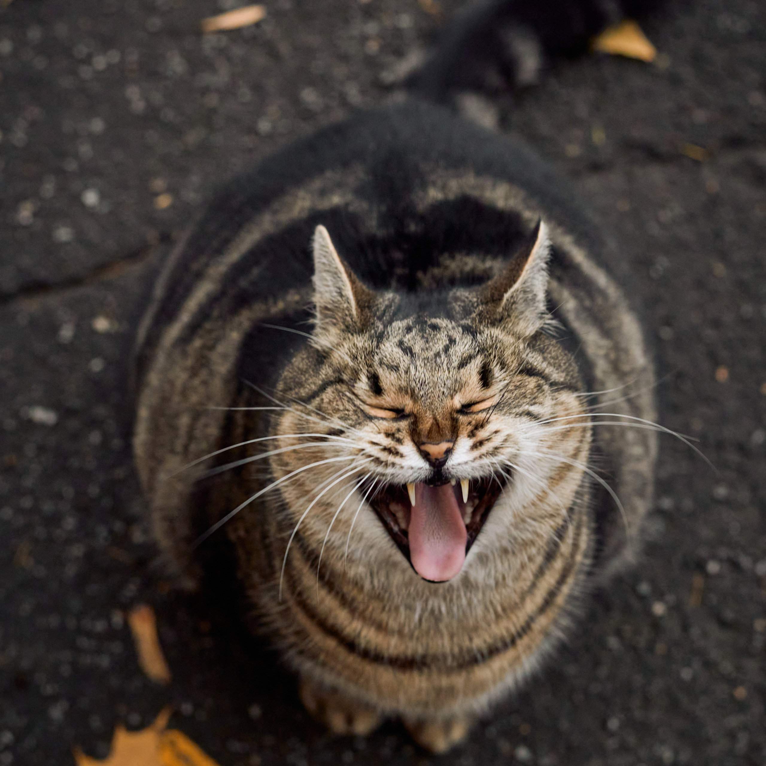Осенние бездомные толстые коты