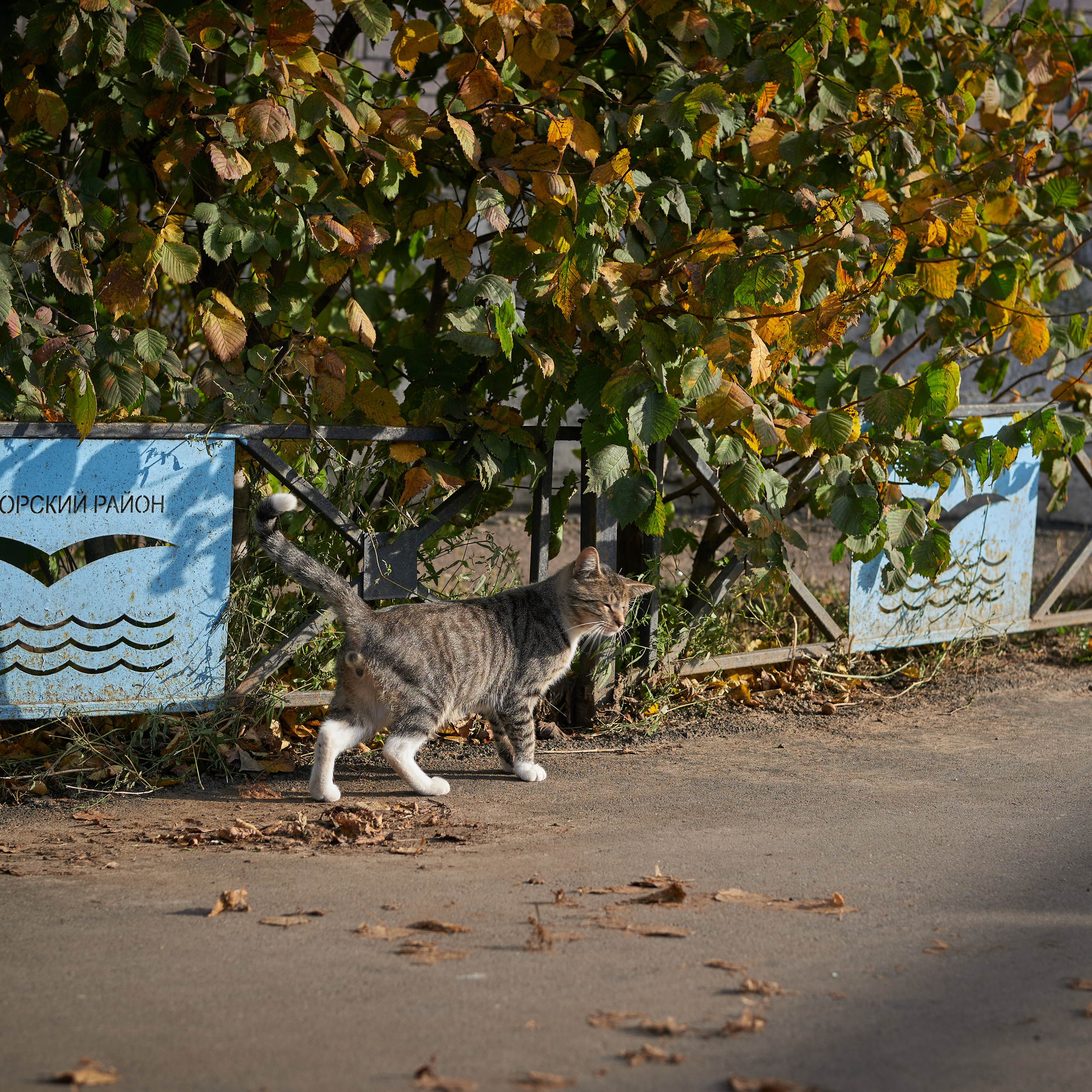 Autumn Cats. Фотограф людей и животных в Санкт-Петербурге Марина Бурмистрова