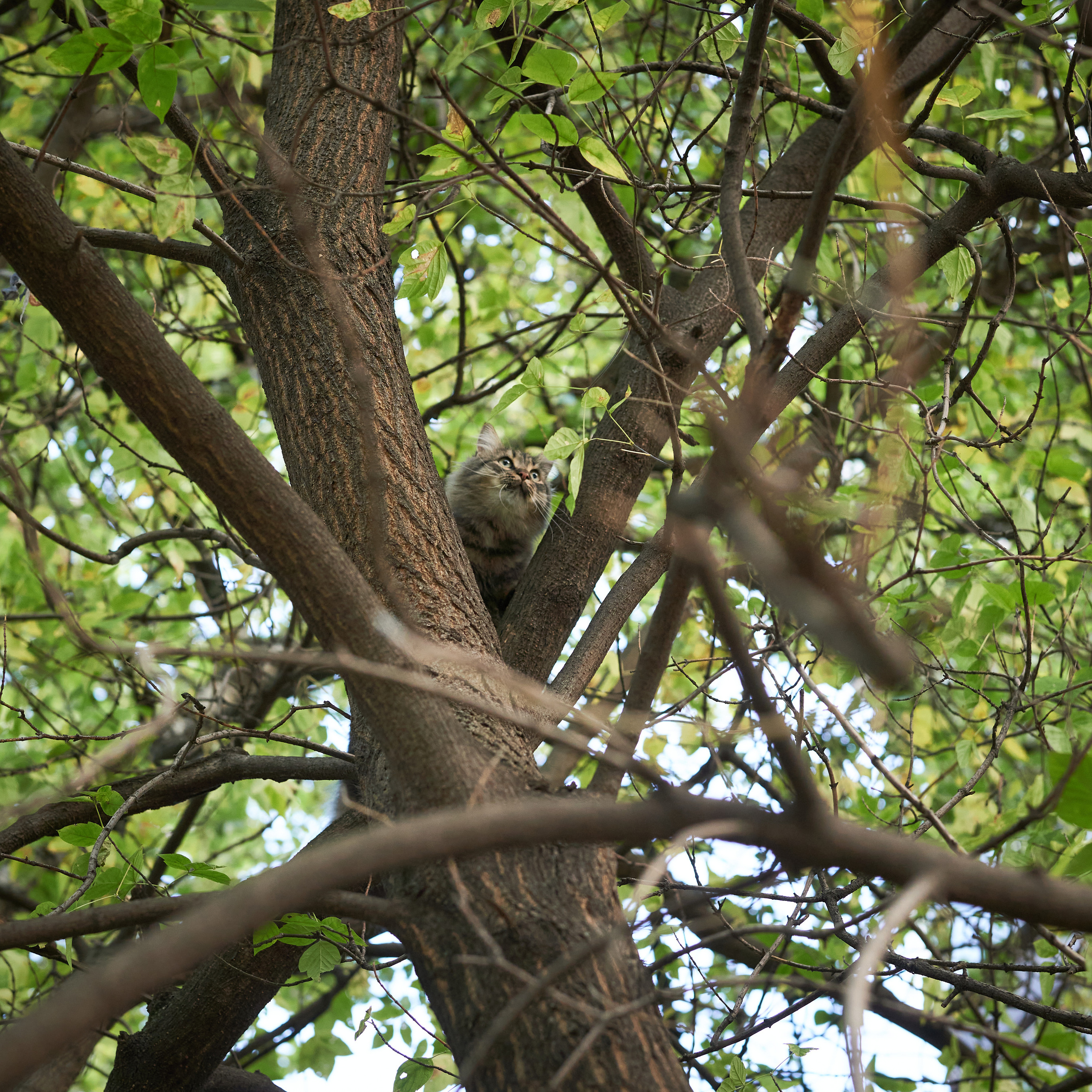 Autumn Cats. Фотограф людей и животных в Санкт-Петербурге Марина Бурмистрова