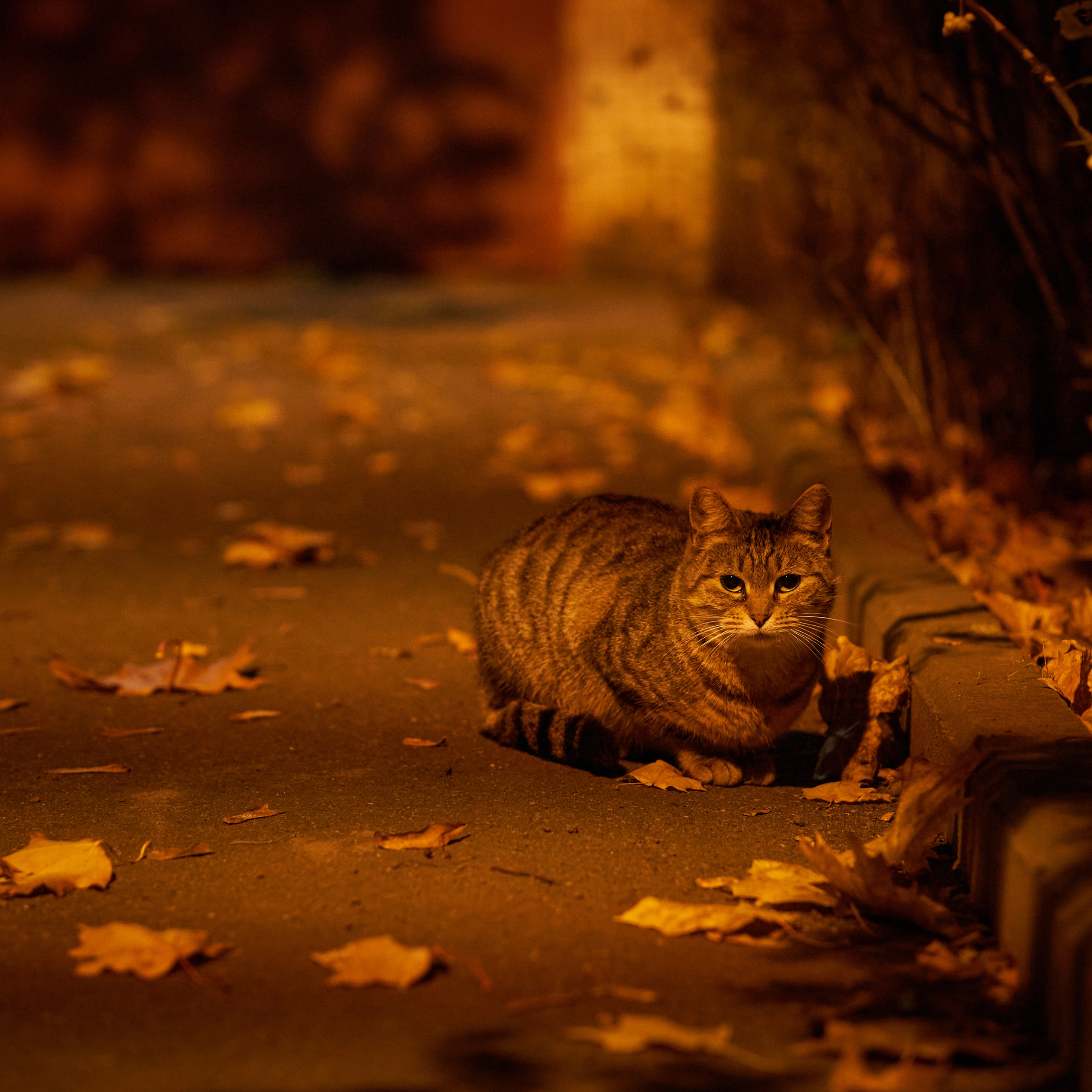 Autumn Cats. Фотограф людей и животных в Санкт-Петербурге Марина Бурмистрова