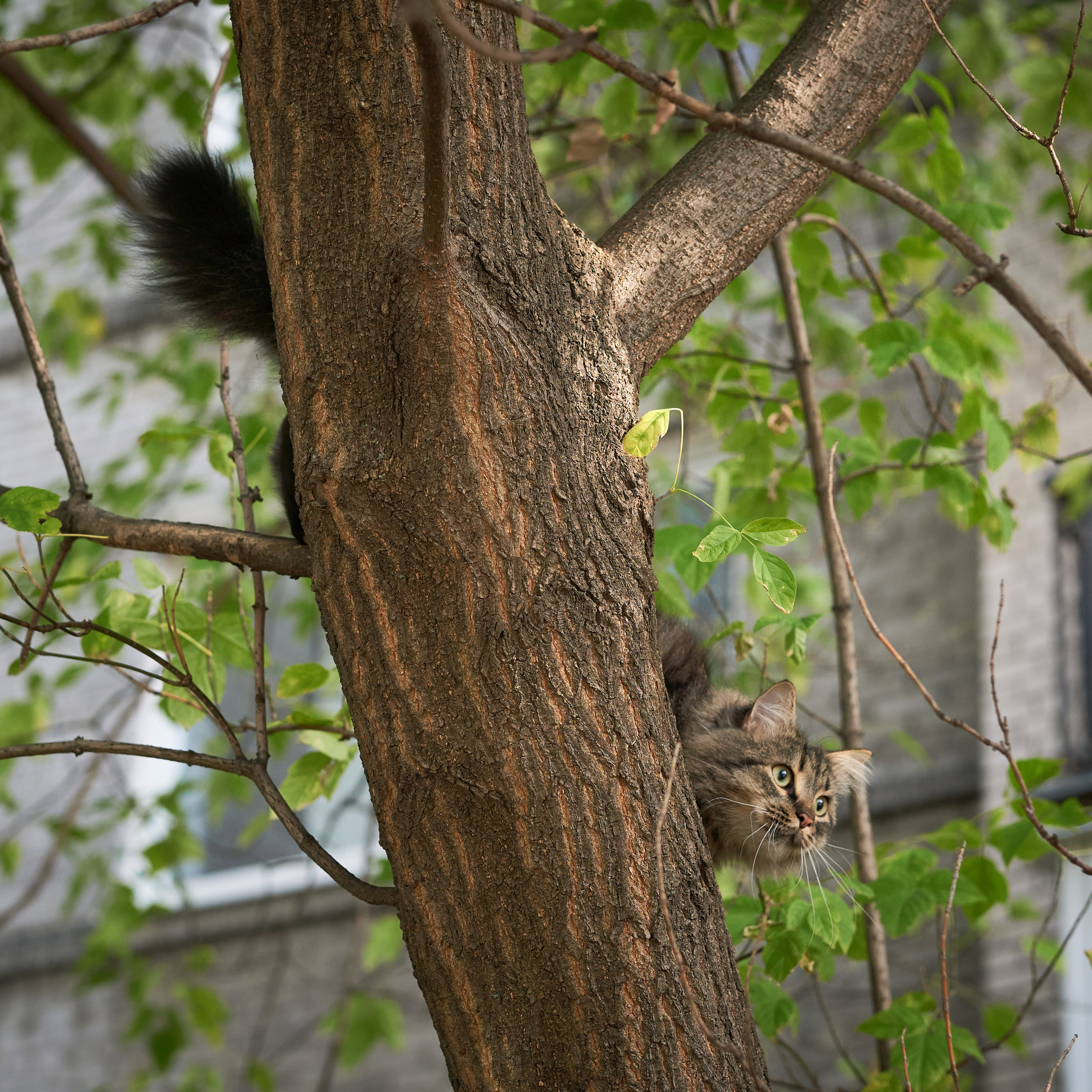 Autumn Cats. Фотограф людей и животных в Санкт-Петербурге Марина Бурмистрова