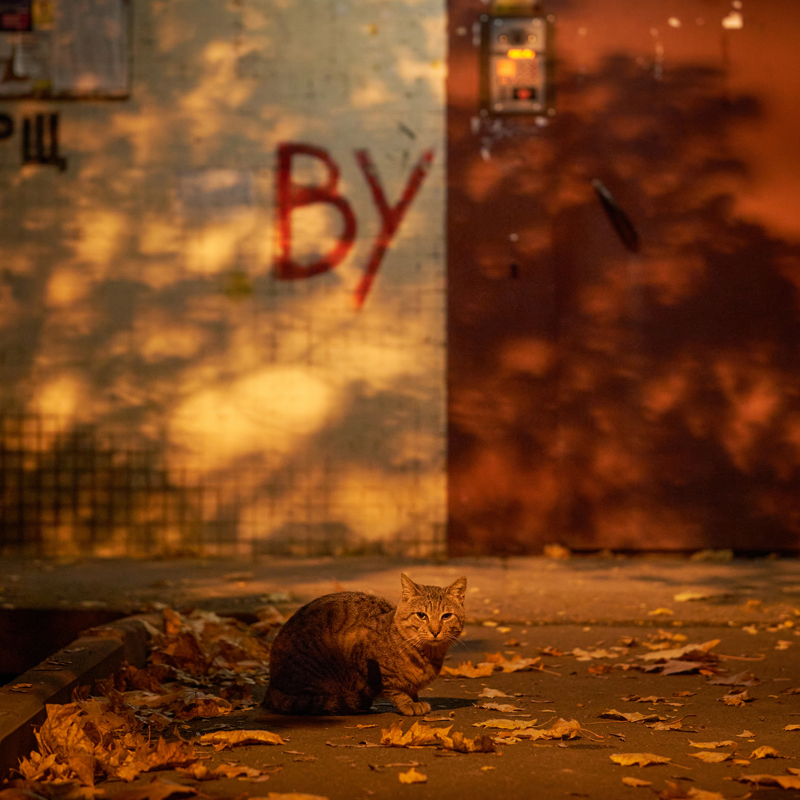 Autumn Cats. Фотограф людей и животных в Санкт-Петербурге Марина Бурмистрова