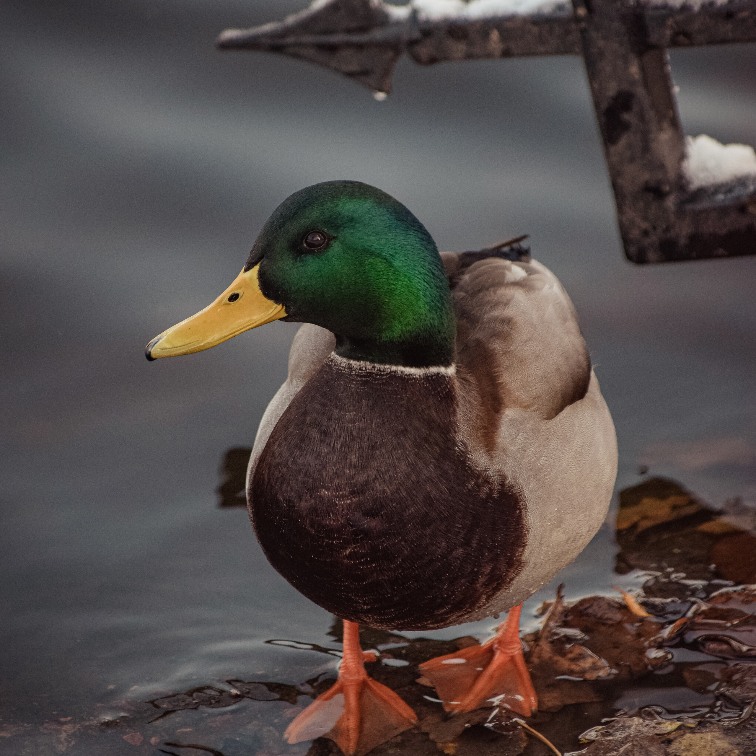 Однажды в октябре. Фотограф людей и животных в Санкт-Петербурге Марина Бурмистрова
