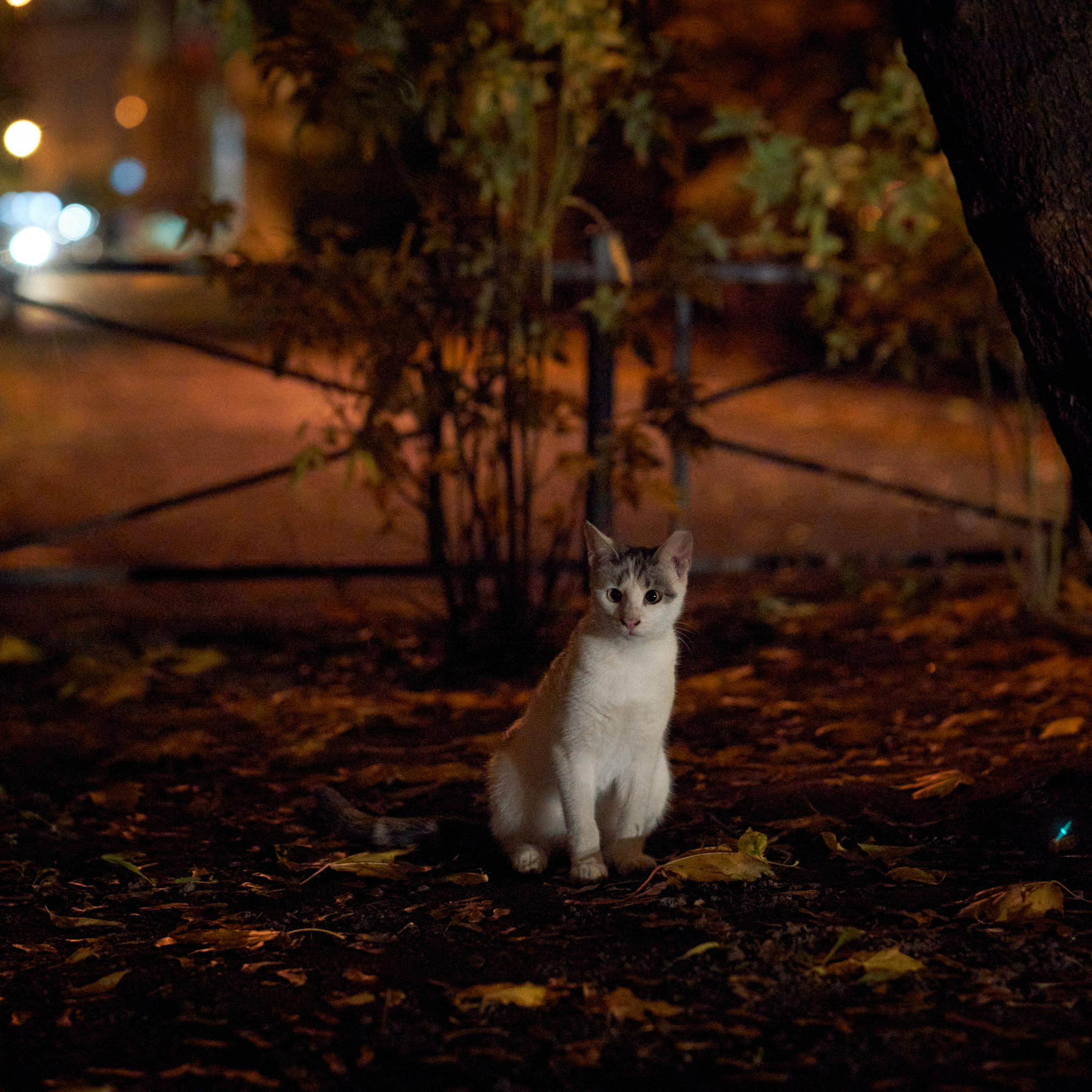 Autumn Cats. Фотограф людей и животных в Санкт-Петербурге Марина Бурмистрова