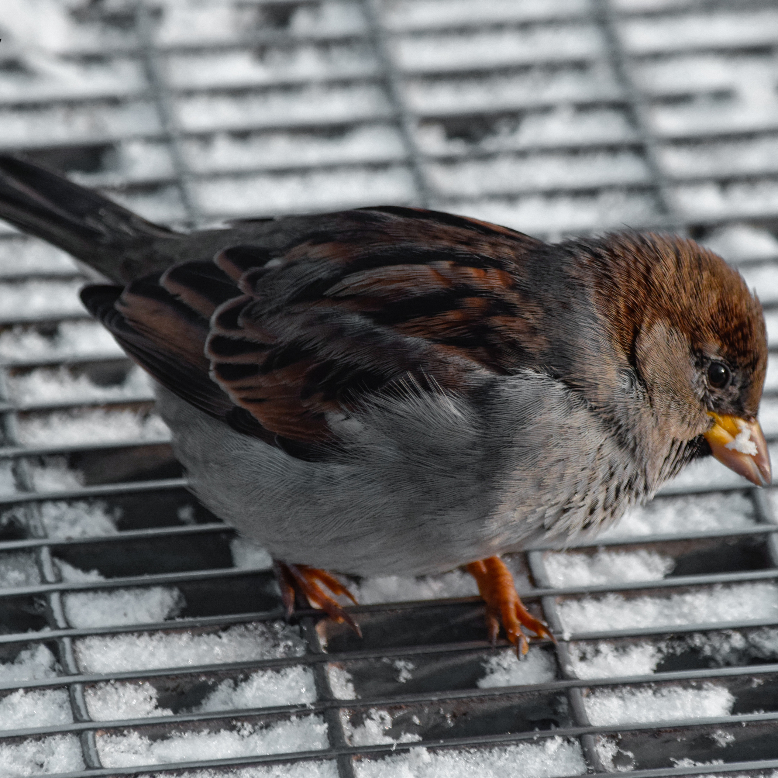 Однажды в октябре. Фотограф людей и животных в Санкт-Петербурге Марина Бурмистрова