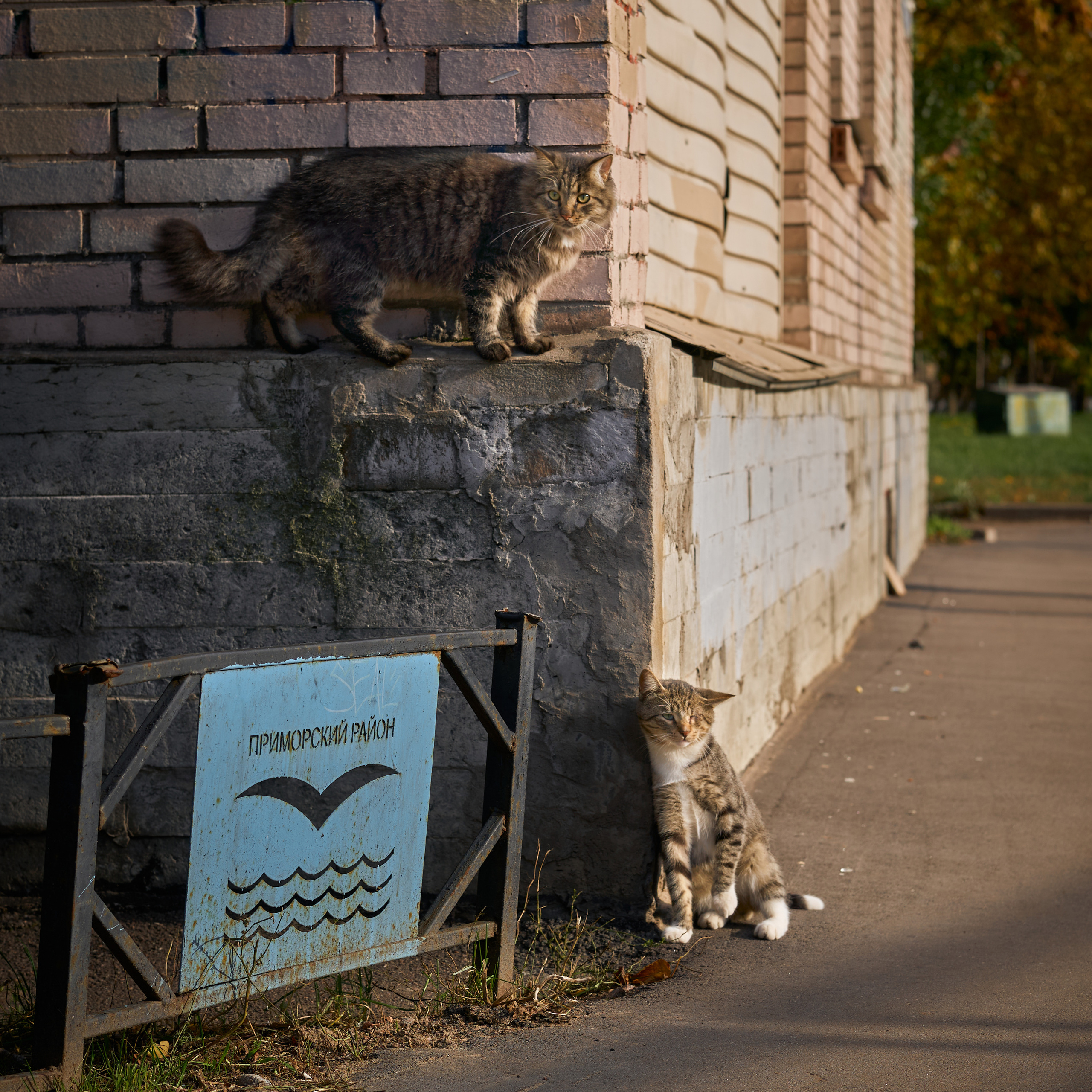 Autumn Cats. Фотограф людей и животных в Санкт-Петербурге Марина Бурмистрова