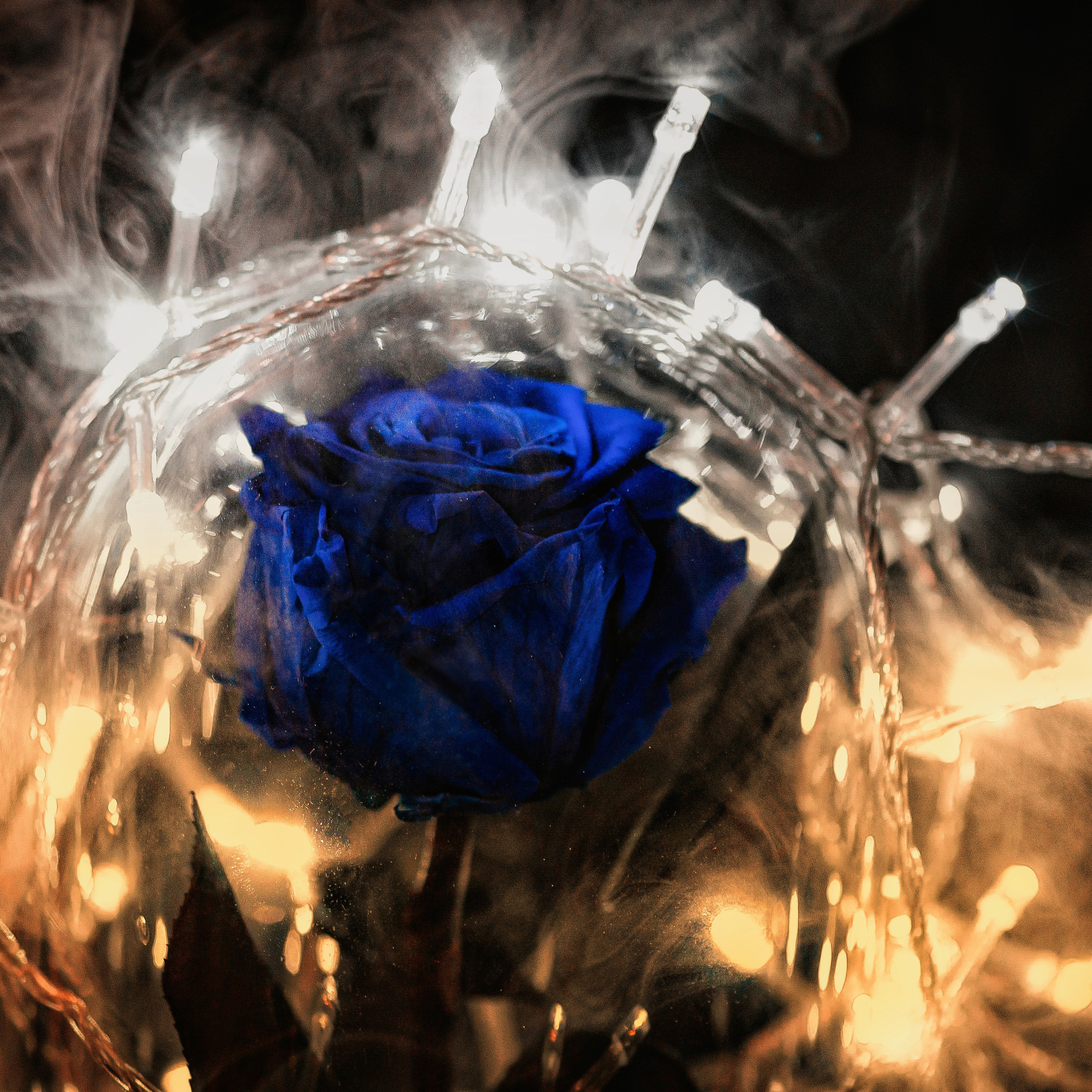 День 9, пробовала снимать розу под куполом с гирляндой и увлажнителем