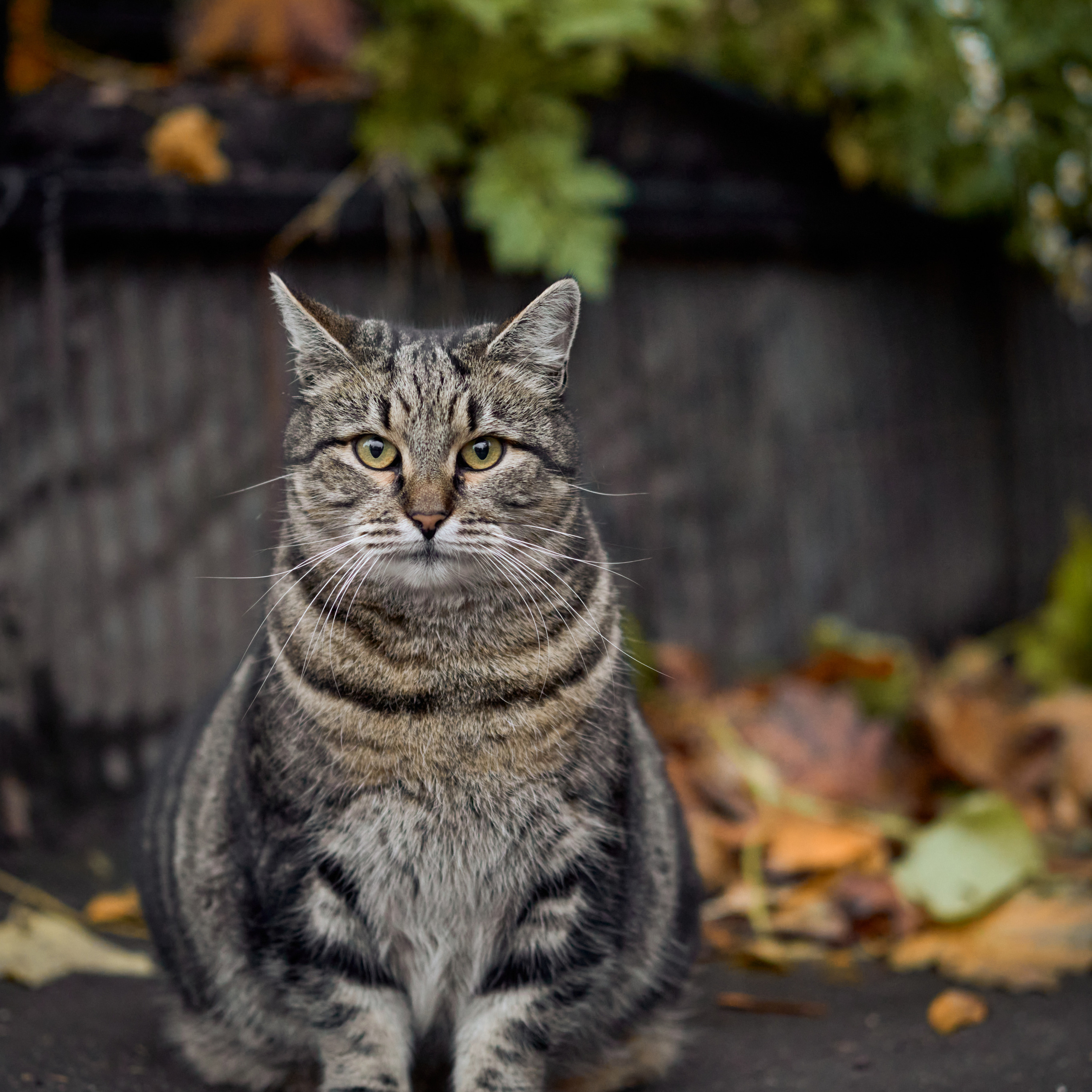 Осенние бездомные толстые коты