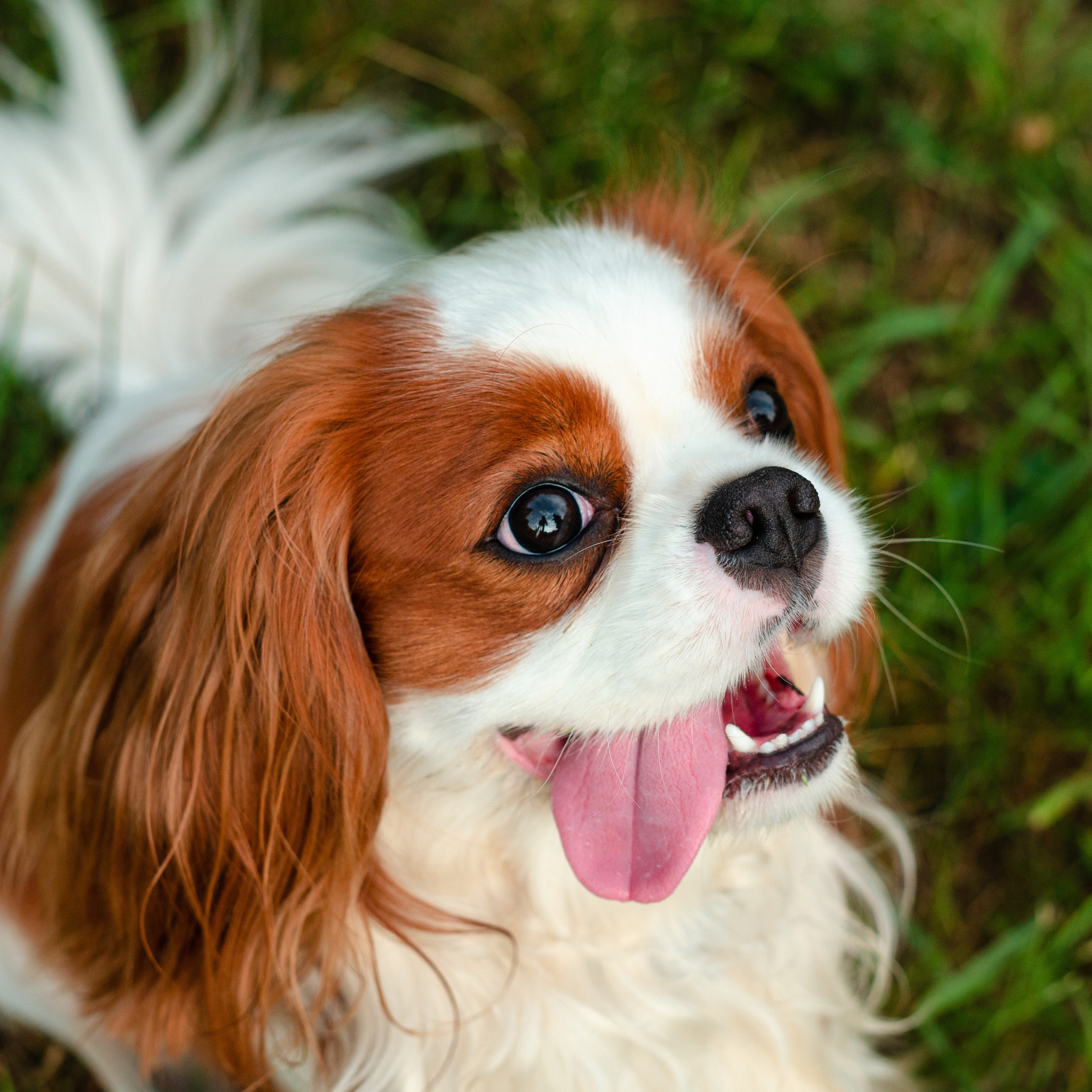 Отзывы. Фотограф людей и животных в Санкт-Петербурге Марина Бурмистрова