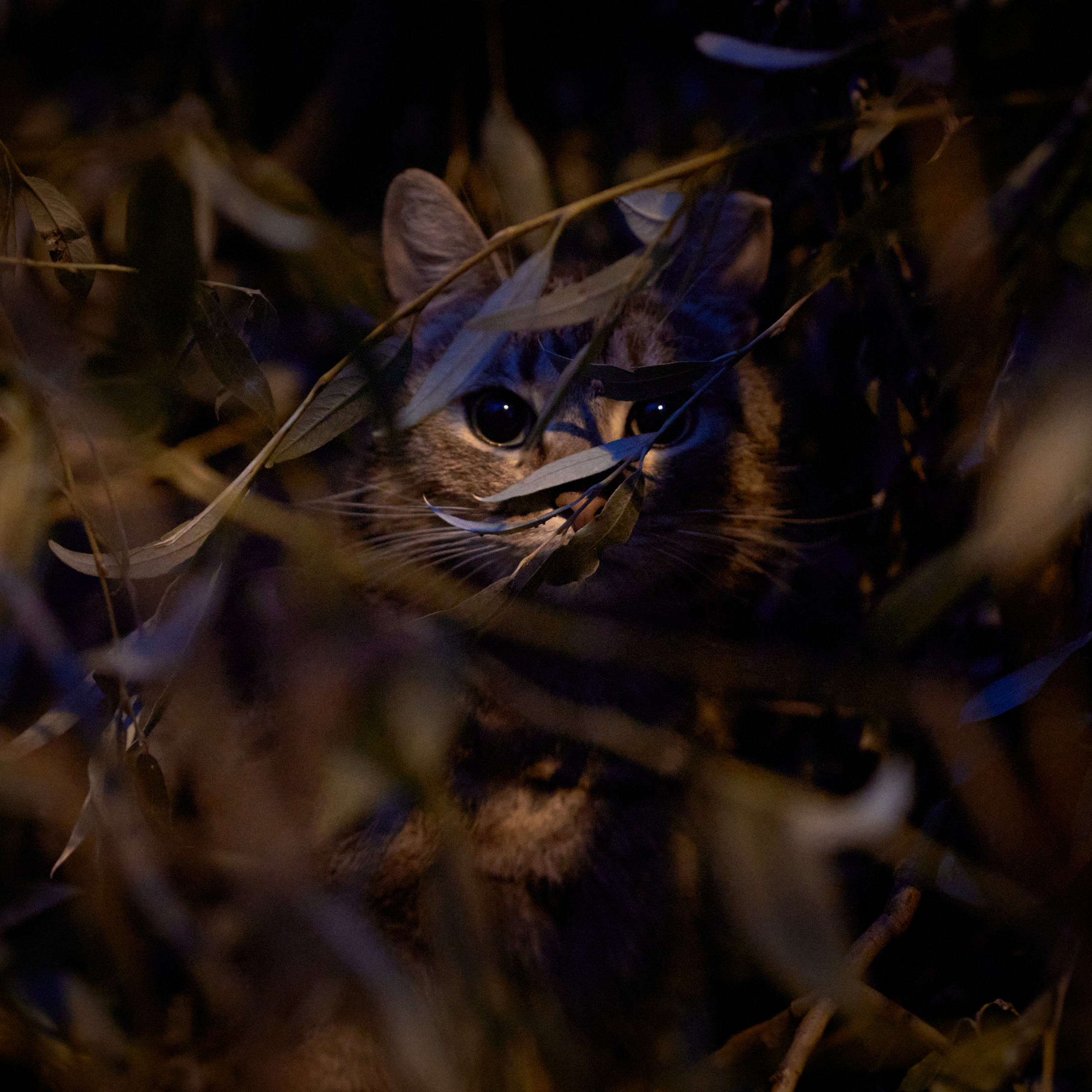 Большие глаза кота из кустов в сумерках