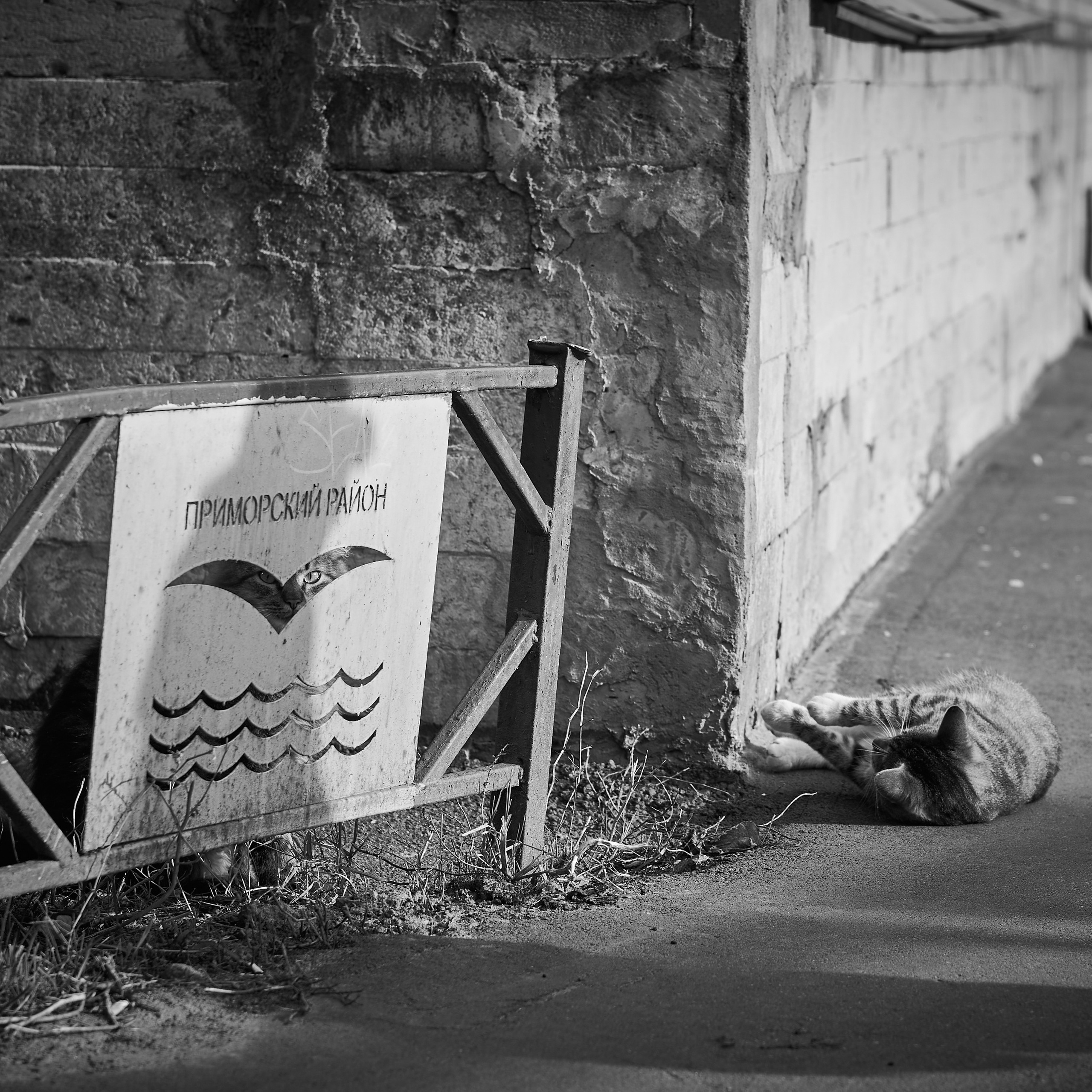 Autumn Cats. Фотограф людей и животных в Санкт-Петербурге Марина Бурмистрова