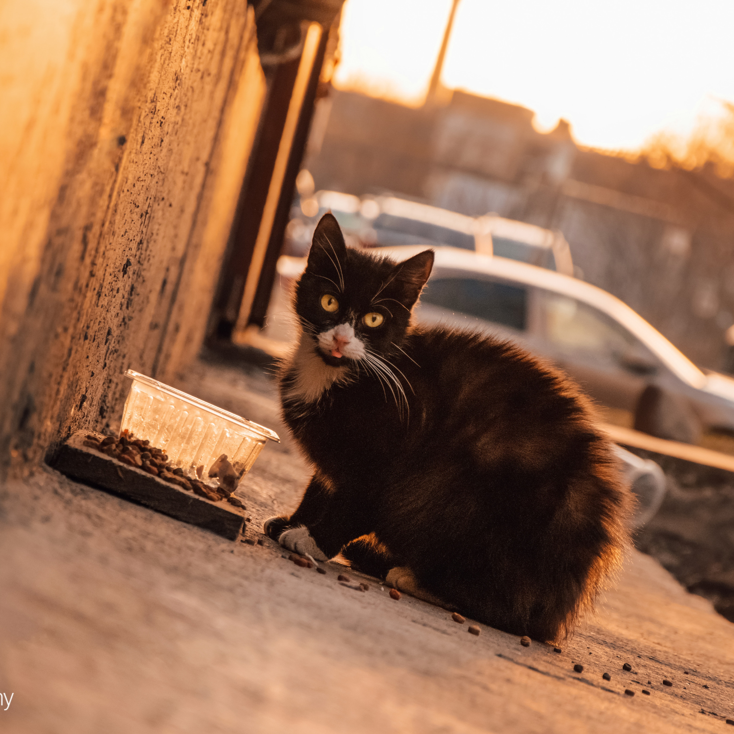 Сняла котика возле дома, через несколько дней объявили самоизоляцию