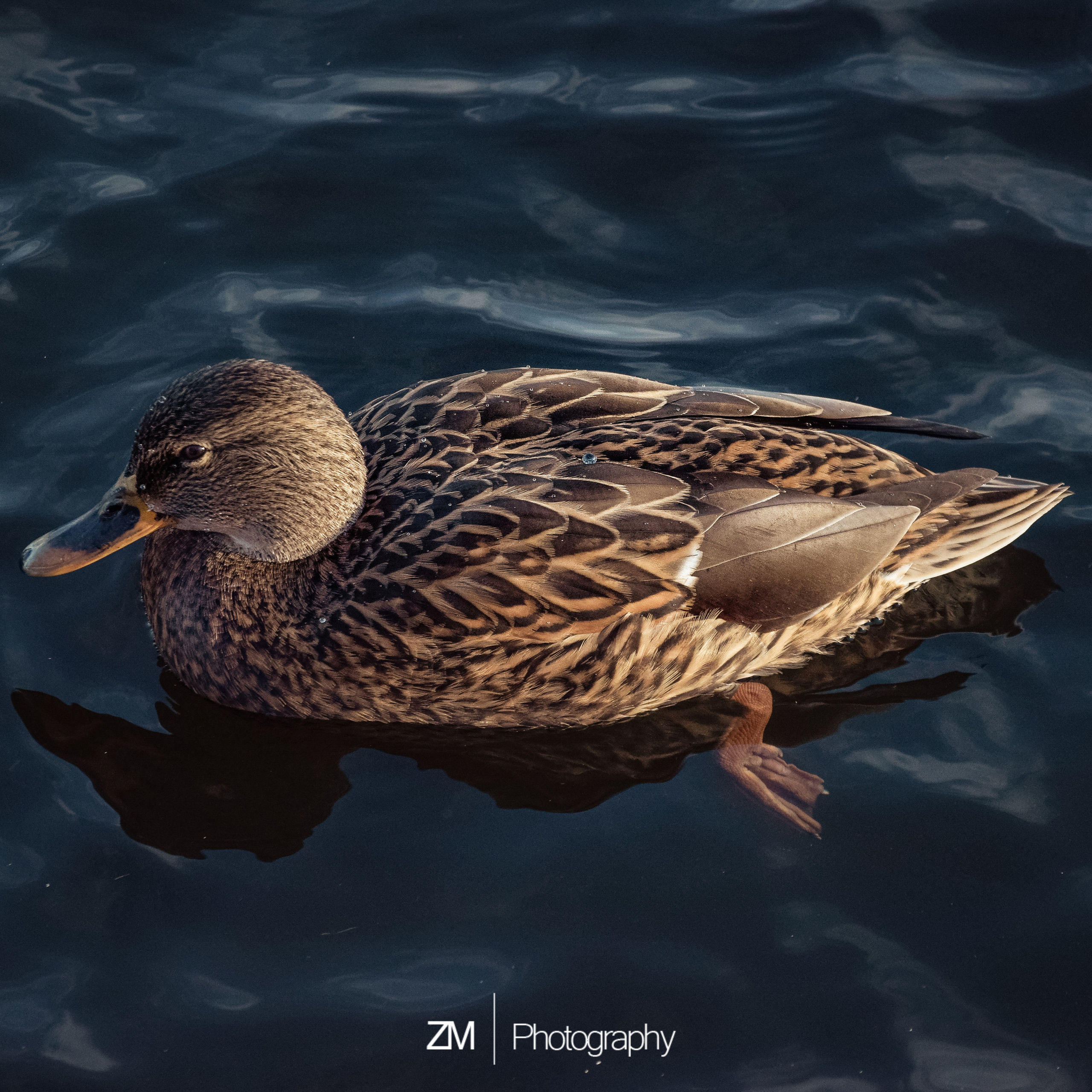 Однажды в октябре. Фотограф людей и животных в Санкт-Петербурге Марина Бурмистрова