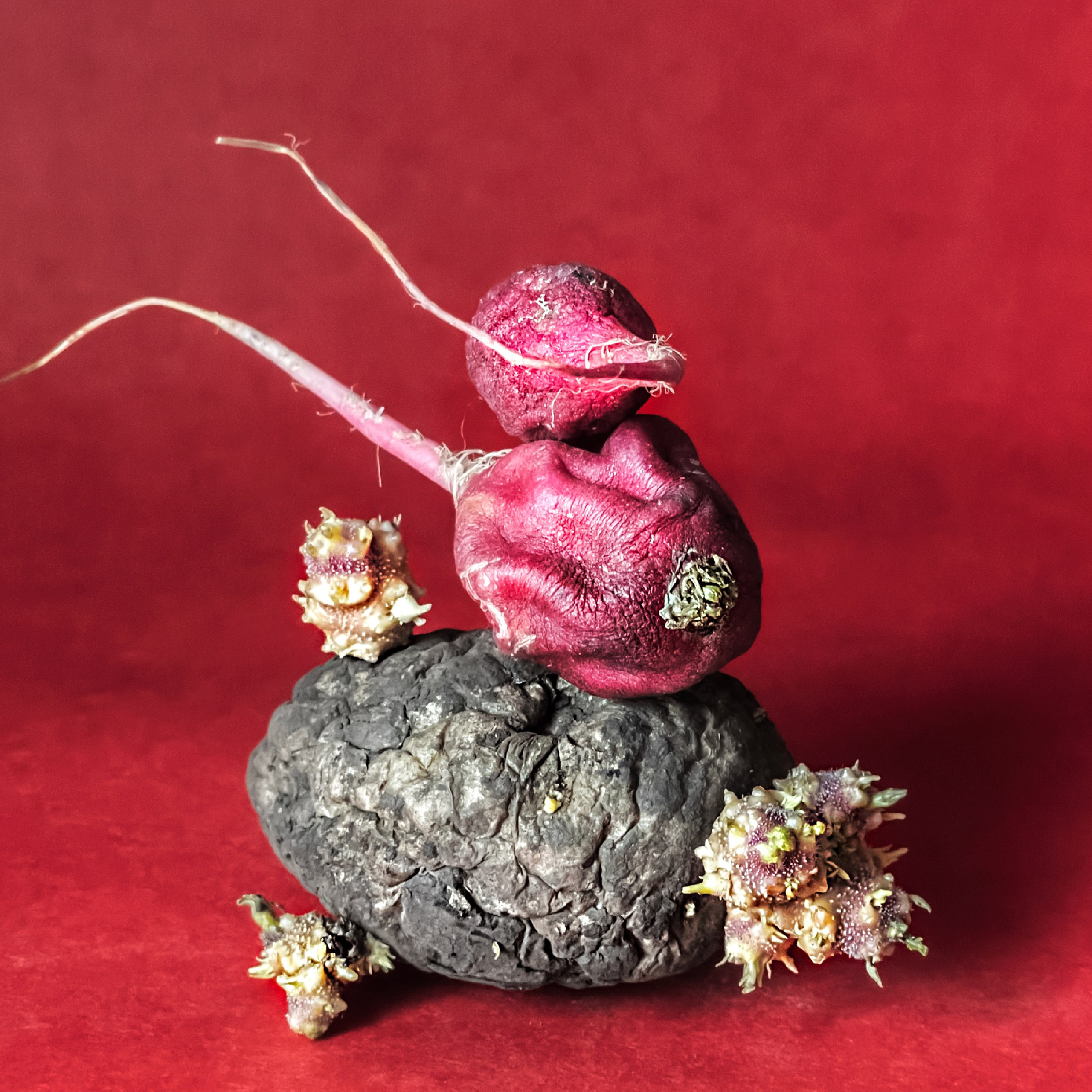 Редиски / Radishes
