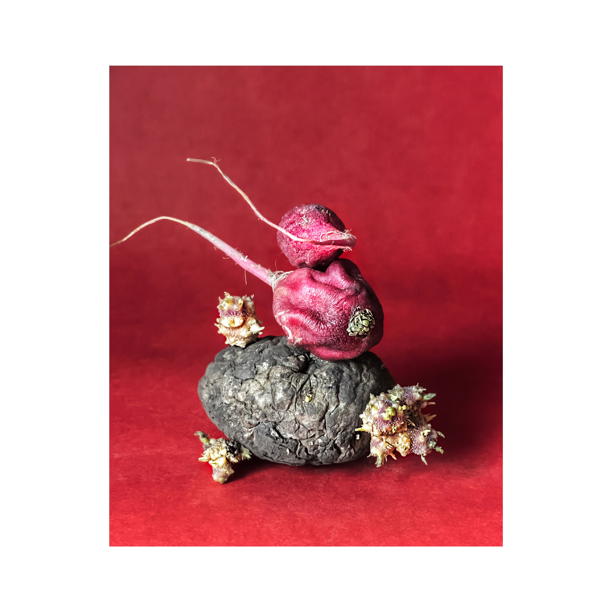 Редиски / Radishes
