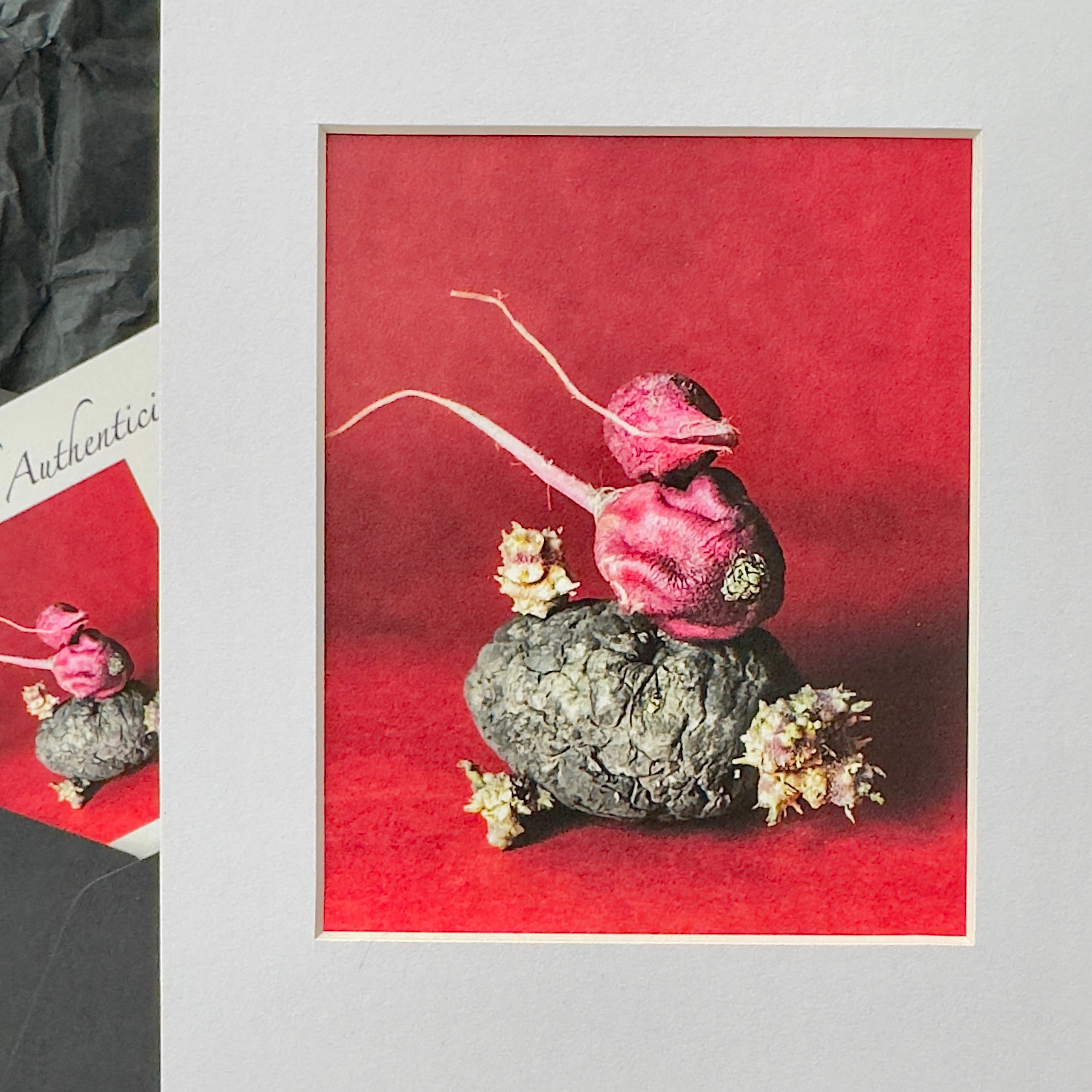 Редиски / Radishes