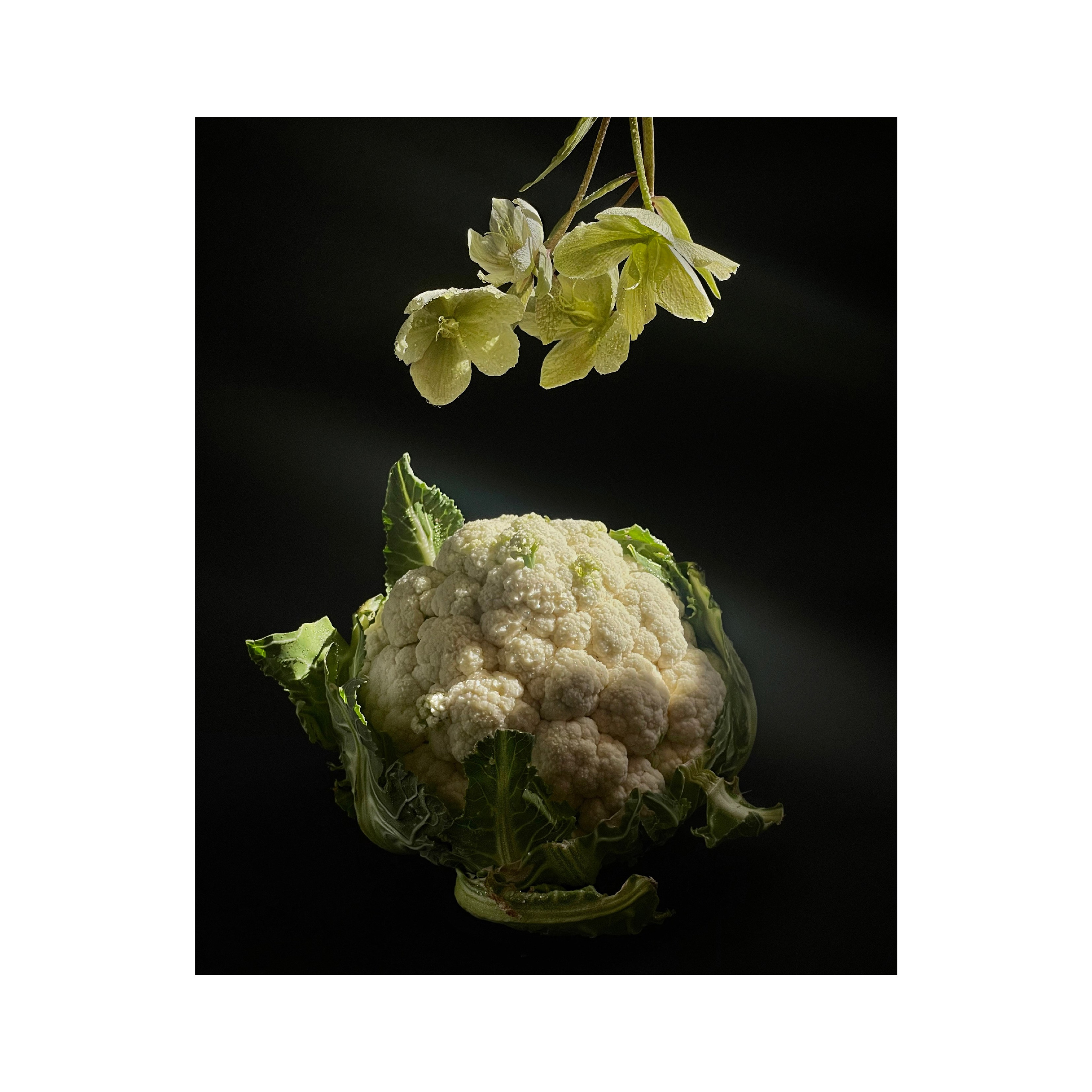 Морозник / Helleborus