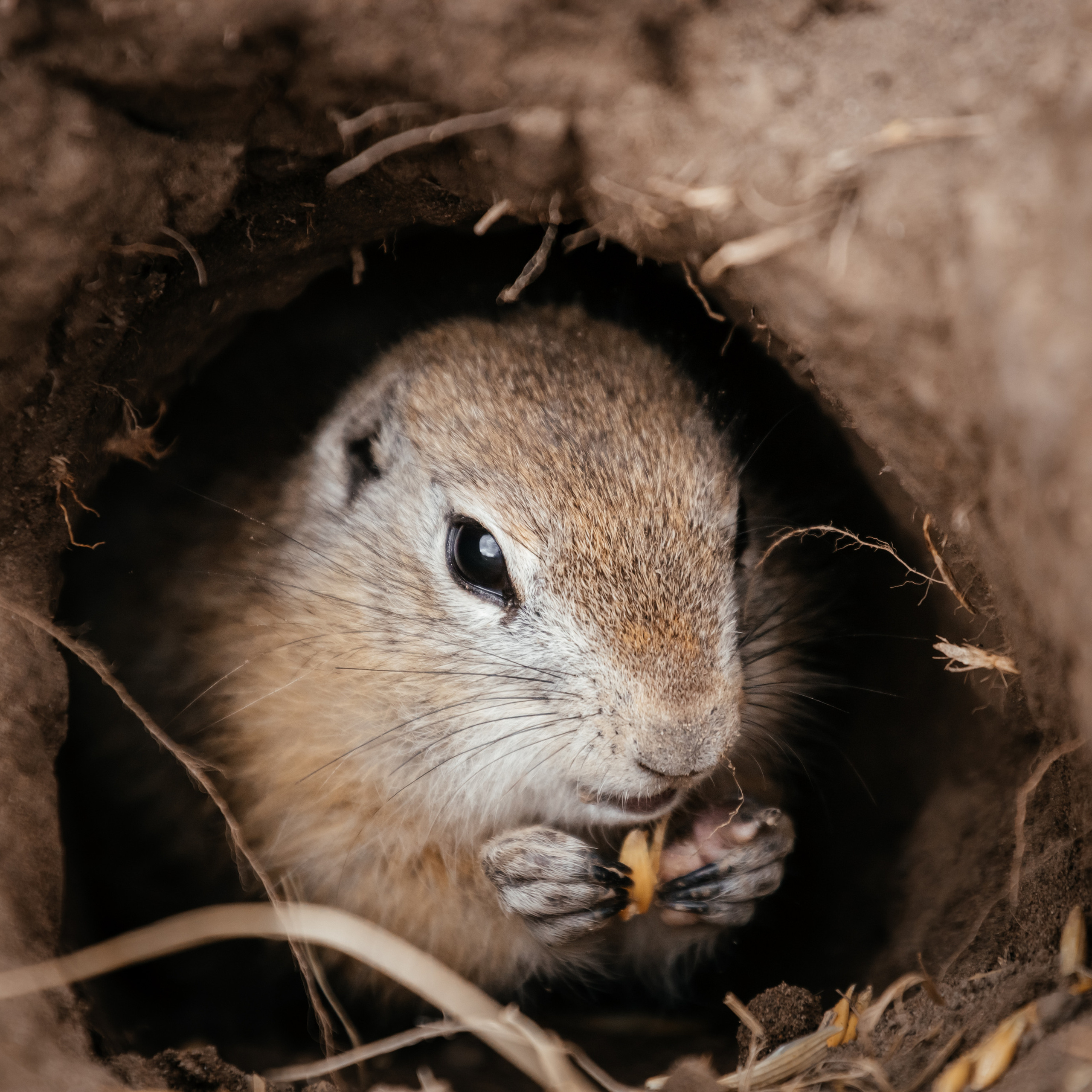 Меньшие братья