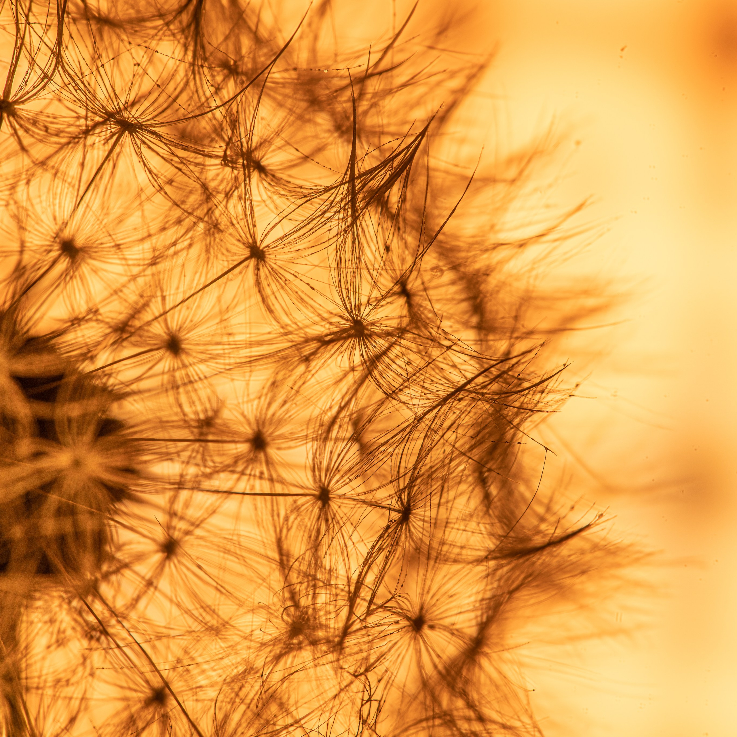 Обои. Видеооператор, фотограф в Санкт-Петербурге