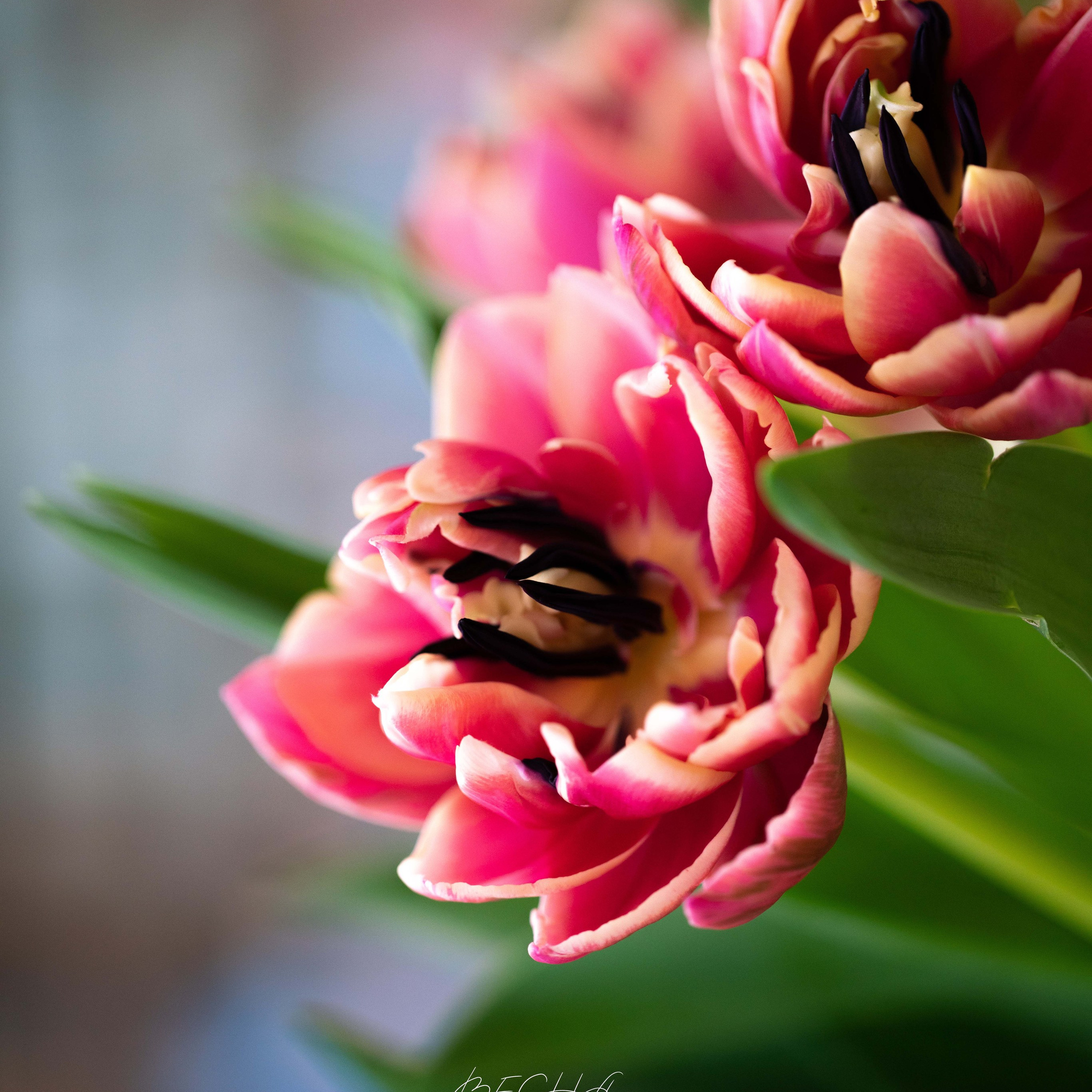 Обои. Видеооператор, фотограф в Санкт-Петербурге