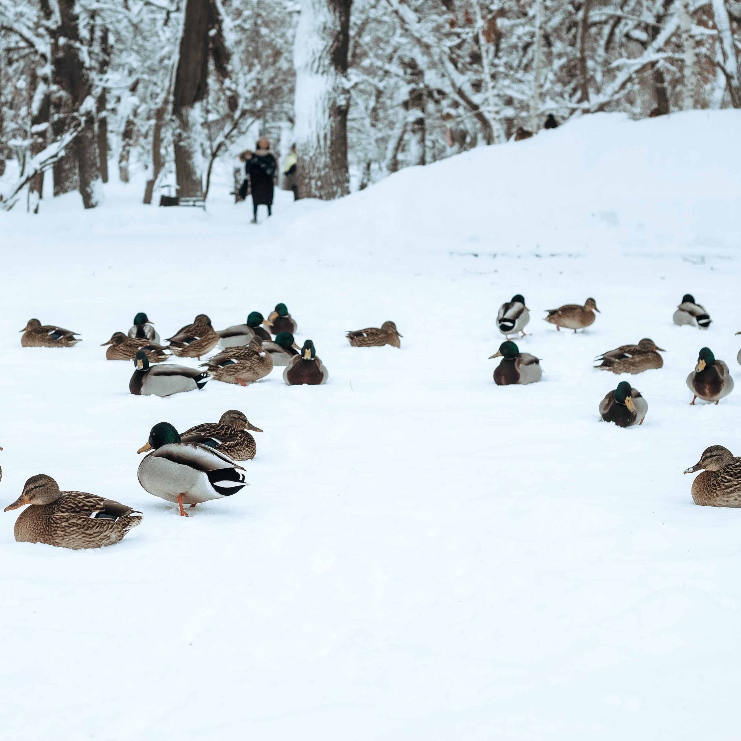 Отзывы. Фотограф Софья Васильковская
