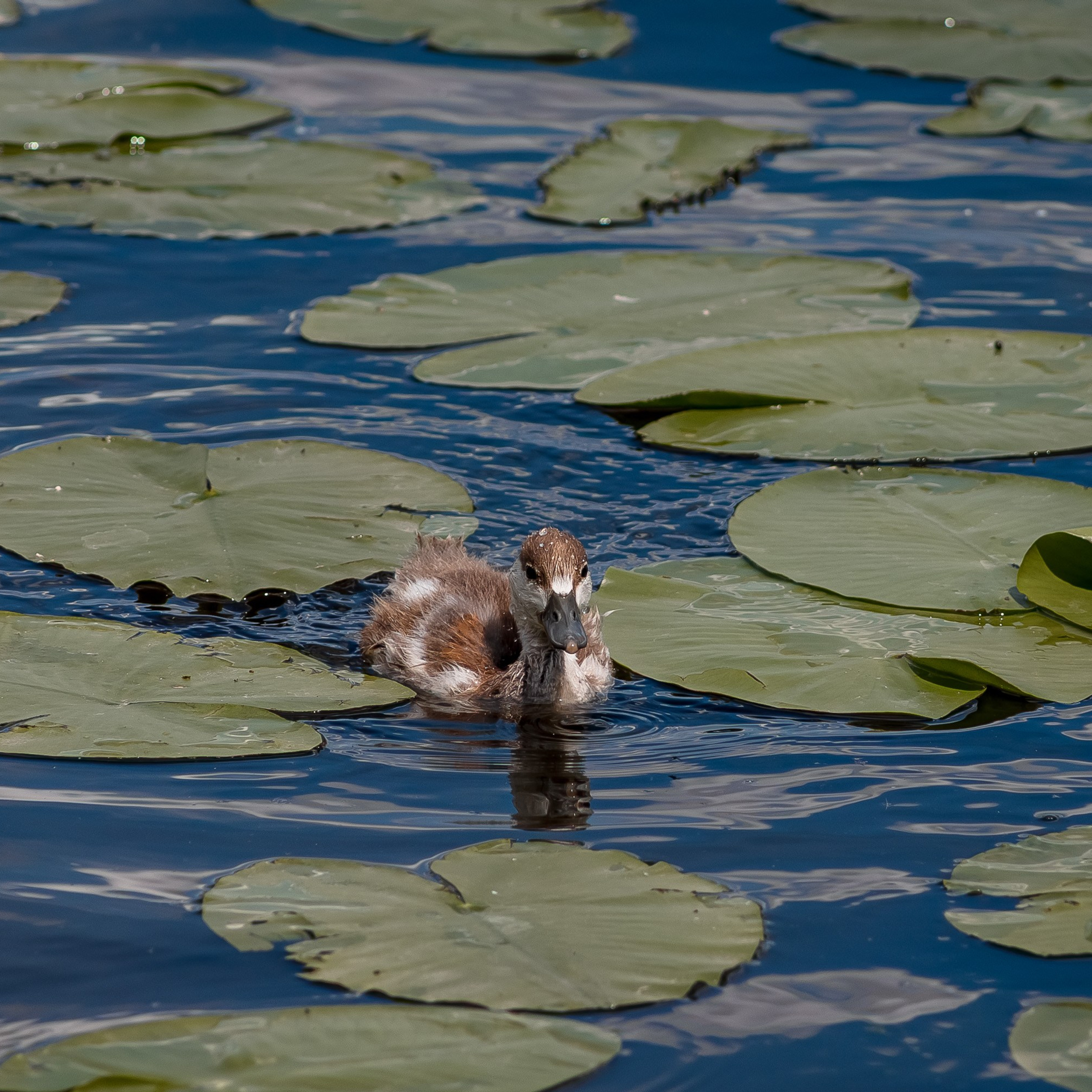 Истории. Фотограф Алексей Ка…