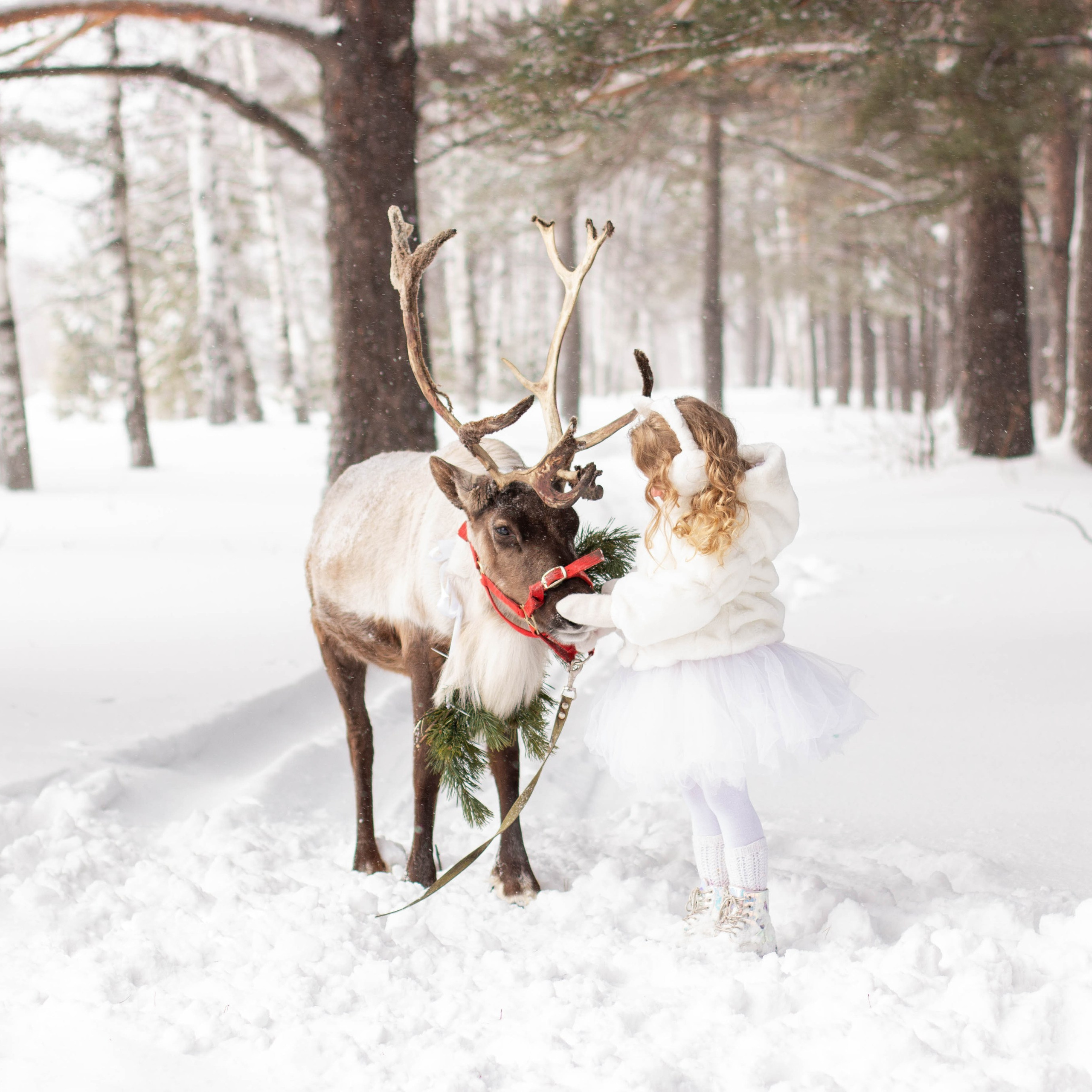 Воркшоп с северным оленем