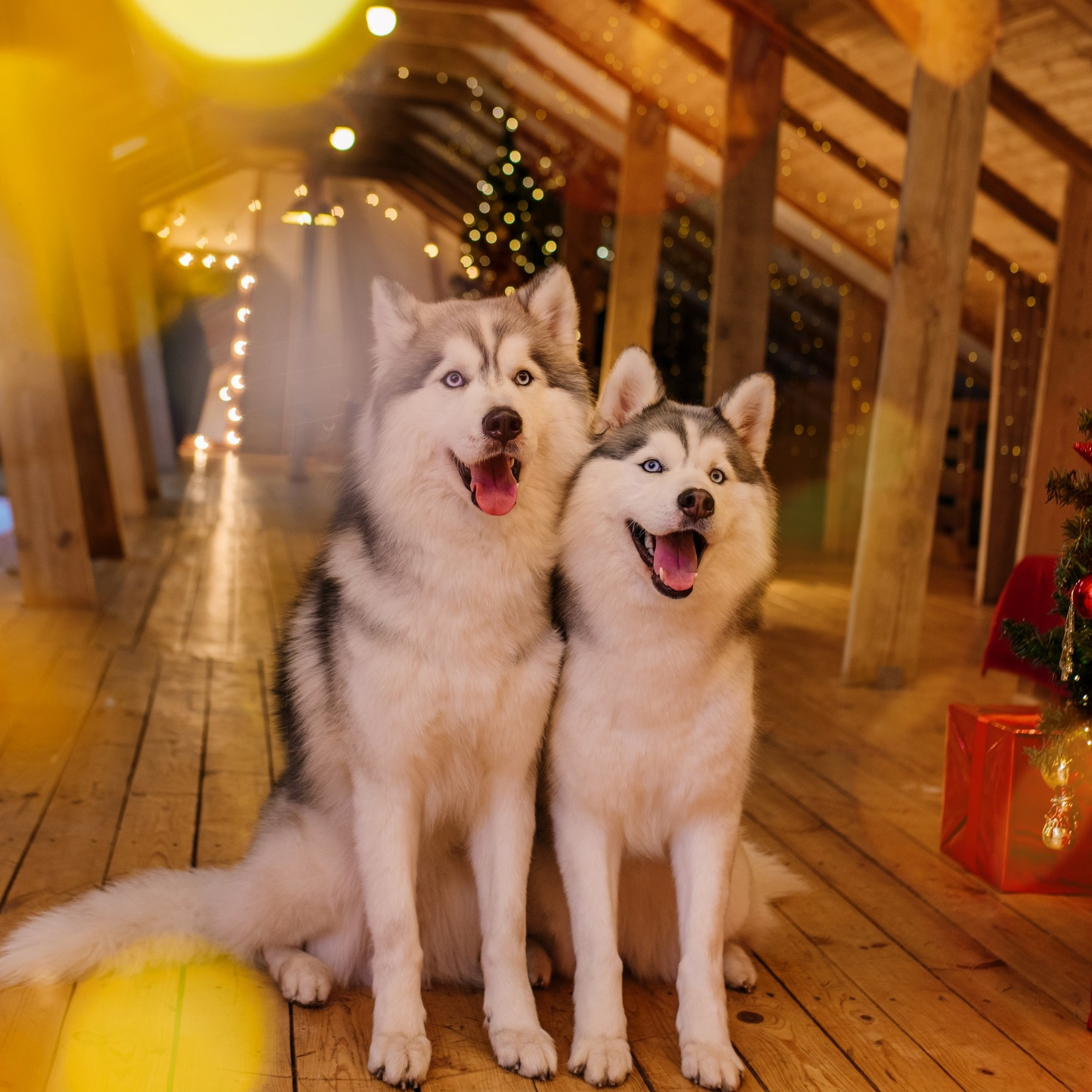 Новогодние съемки 2025/2026. Меркулова Ольга фотограф Воронеж