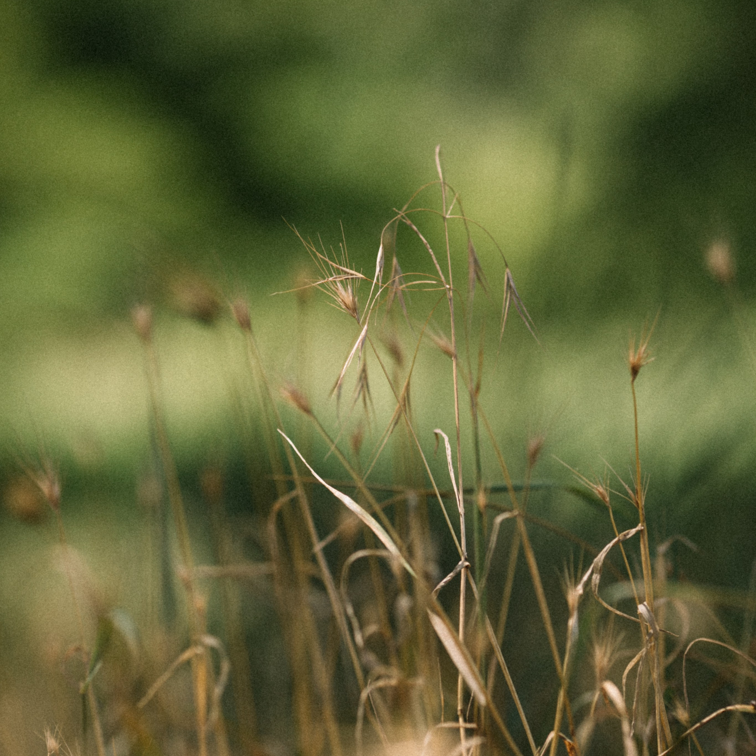 Отзывы. Свадебный и семейный фотограф Василина Батищева в Моздоке, Северной Осетии и КМВ