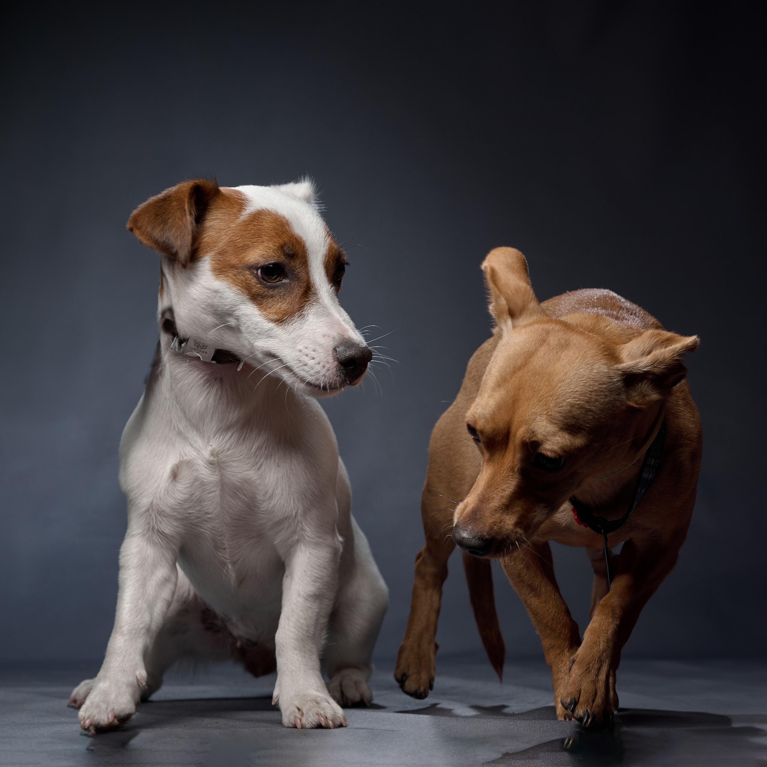 Отзывы. Детский фотограф Тольятти Игорь Кошкин