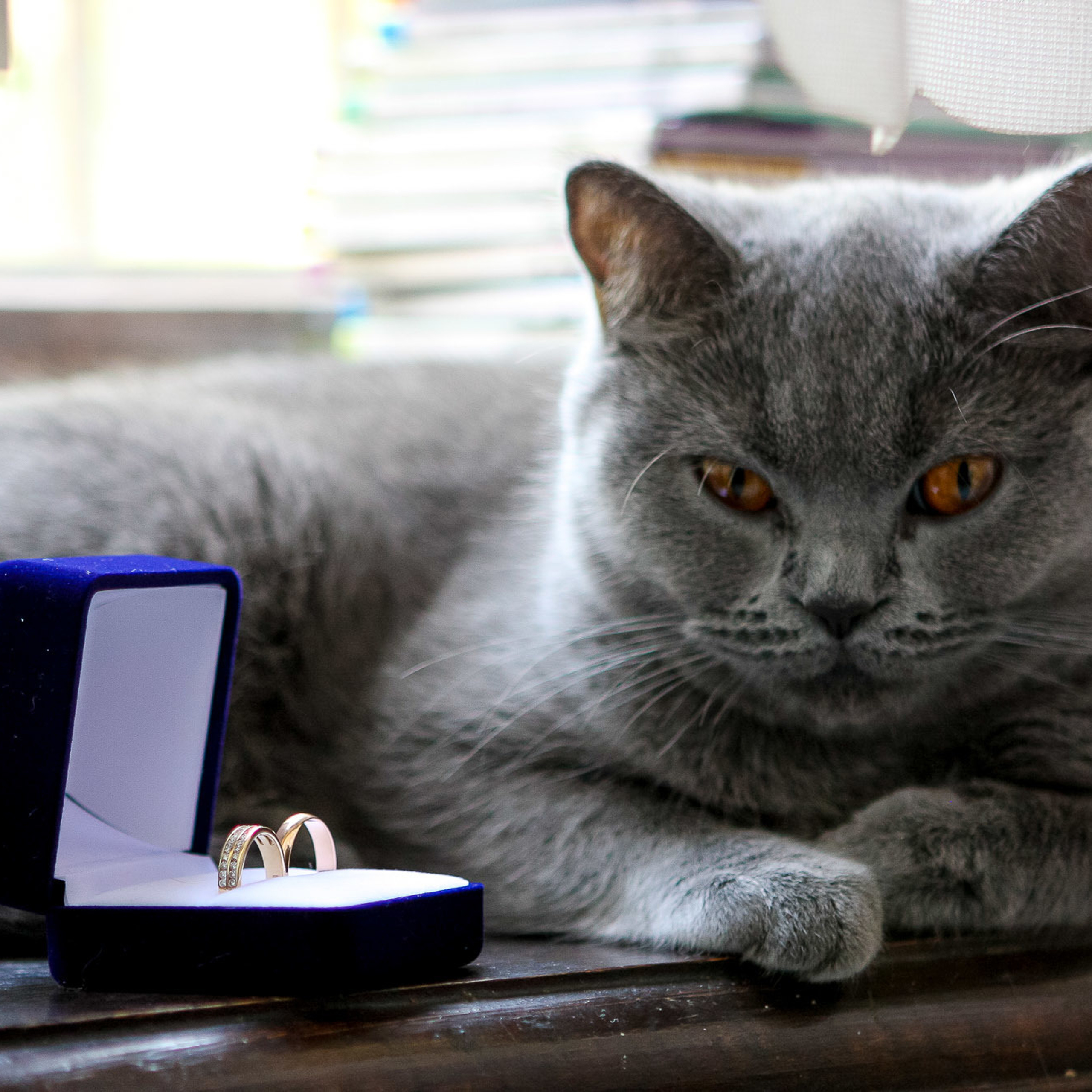 Свадебный фотограф в Ростове-на-Дону. Свадебная фотография в Ростове-н. Максим Матвийченко и Виктория Басова профессионалы своего дела