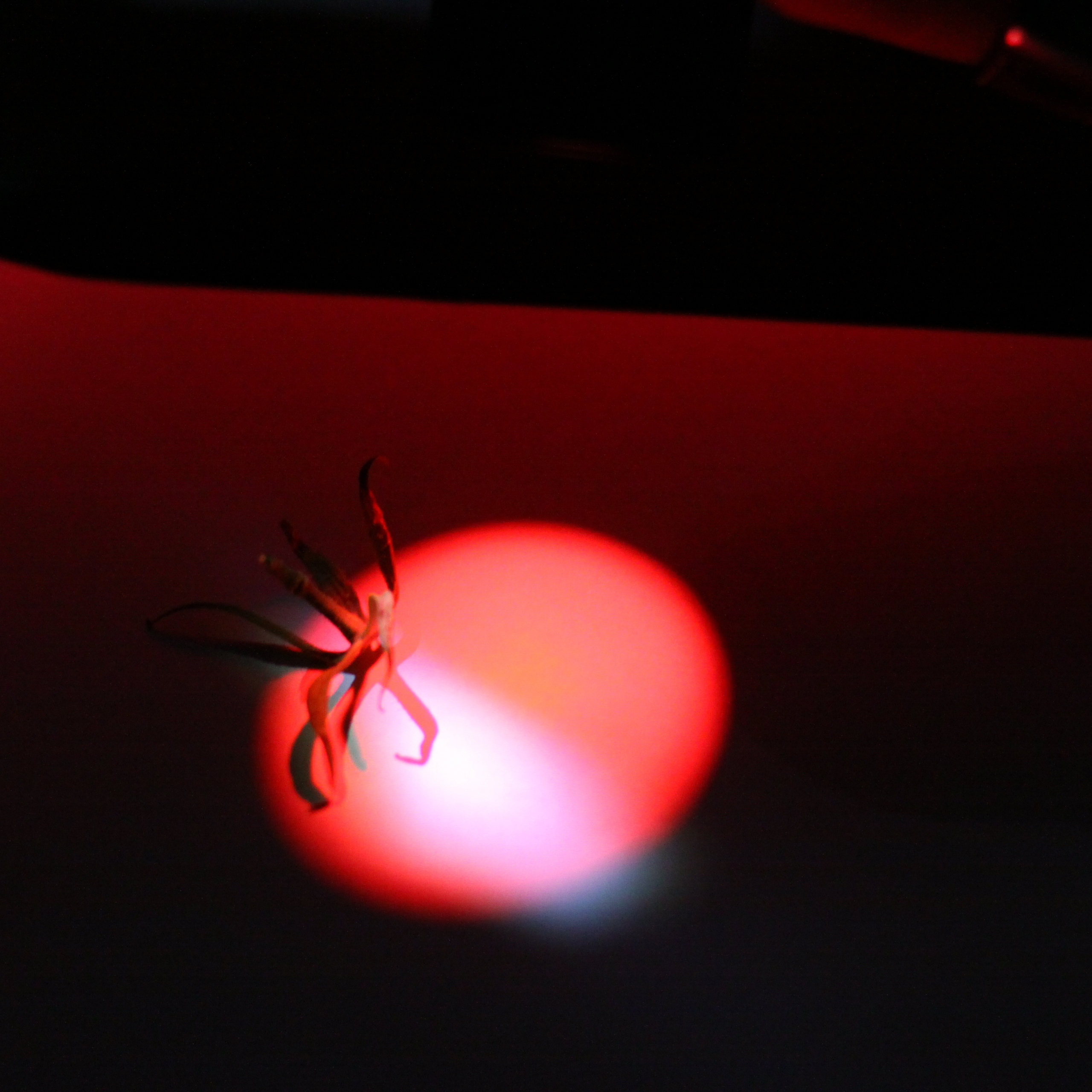 Работы студентов. Начальный уровень (1 и 2 ступень) . "Основы фото-мастерства". Максим Матвийченко и Виктория Басова профессионалы своего дела