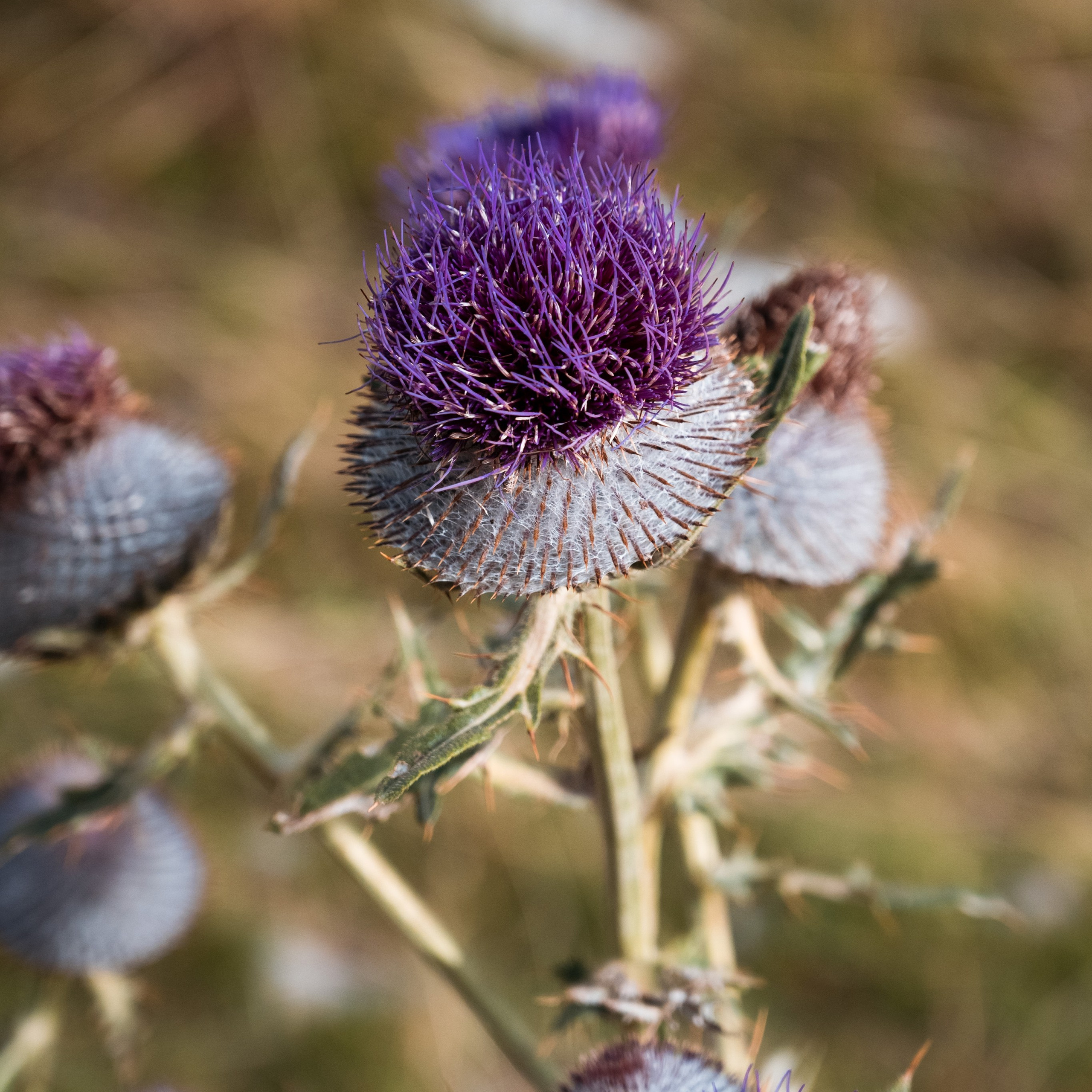 ПРУТАЖ. ЧЕРНОГОРИЯ