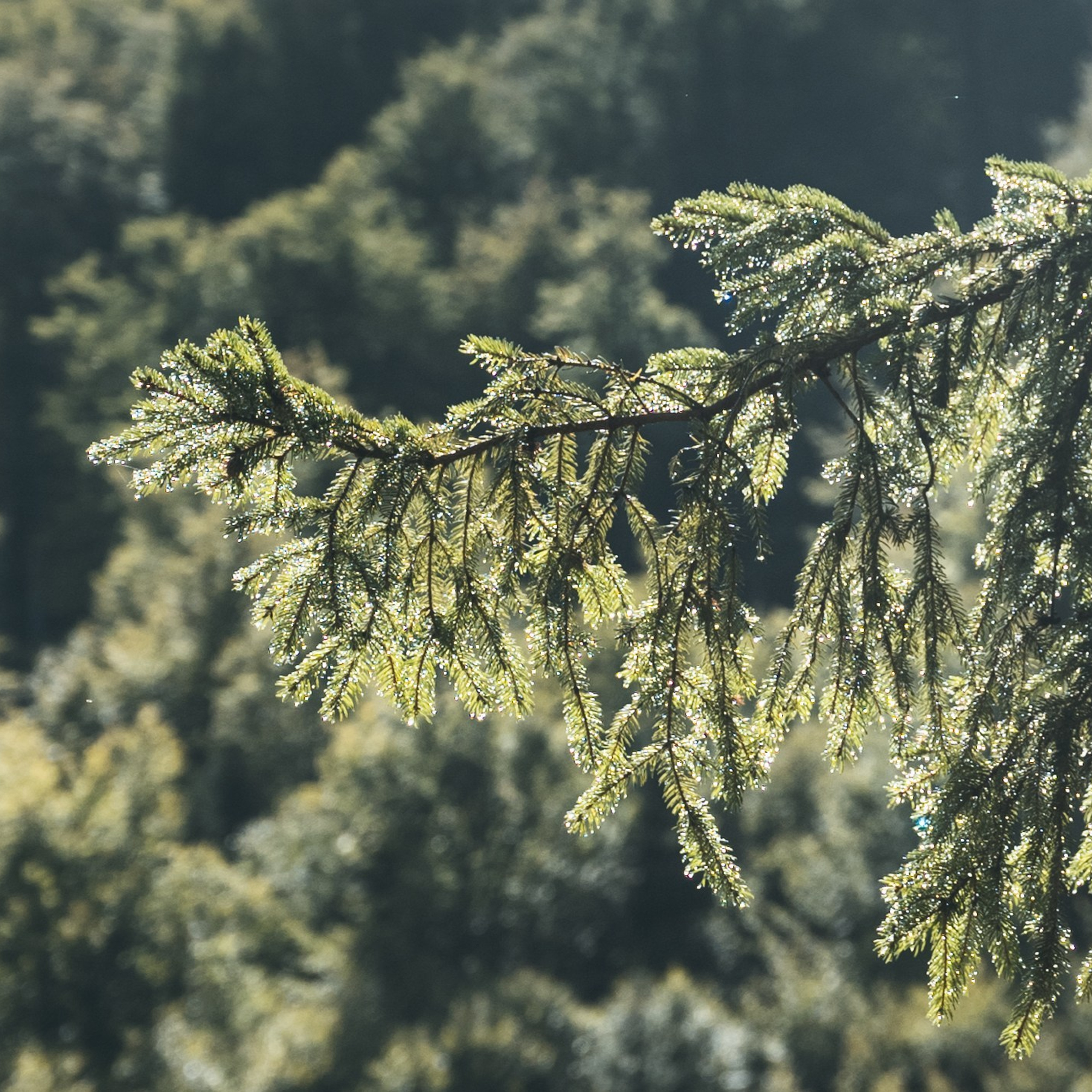 ДОЛИНА РАПОЯНА. ЧЕРНОГОРИЯ