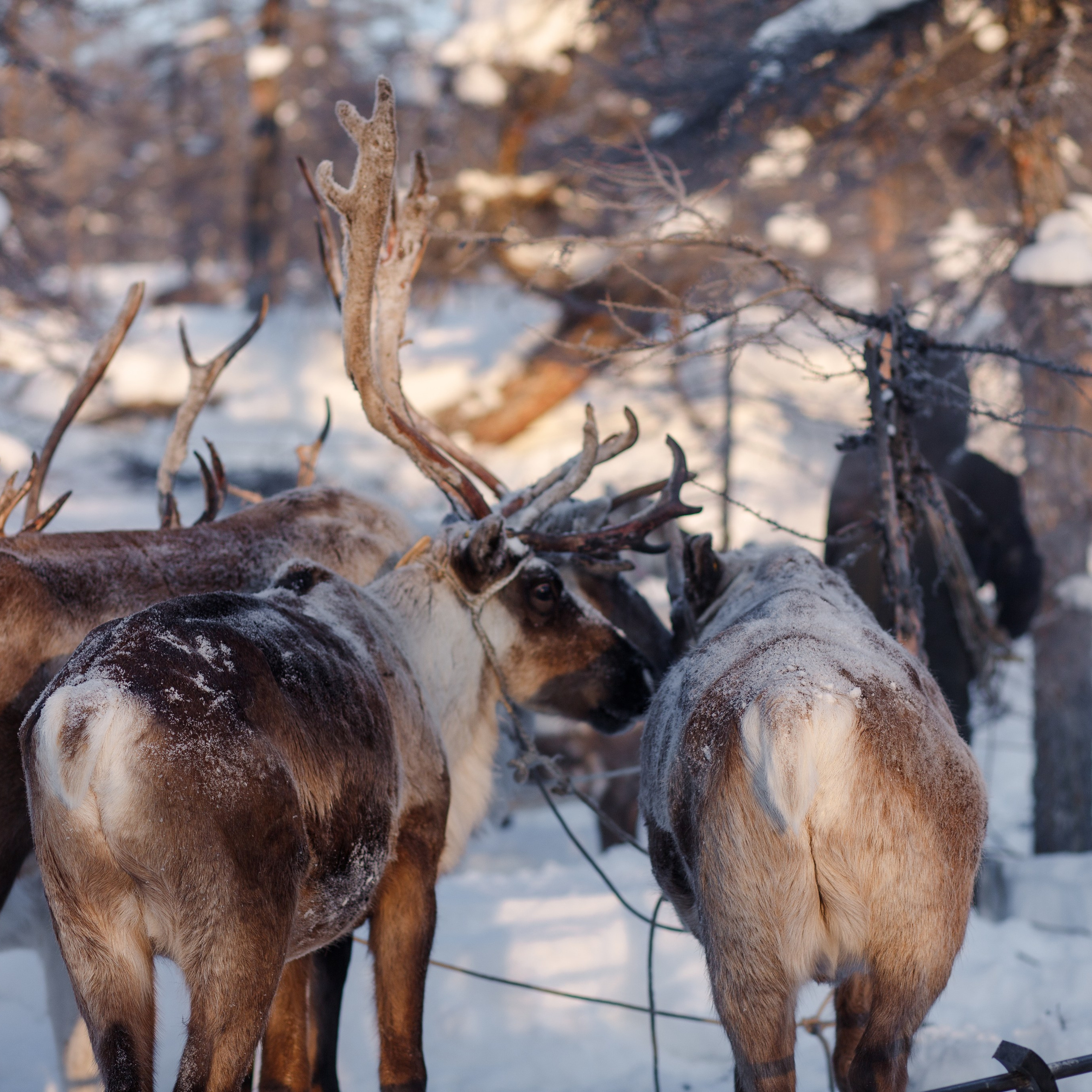 Отзывы. Фотограф новорожденных и малышей до года в Мирном Светлана Арбузанова