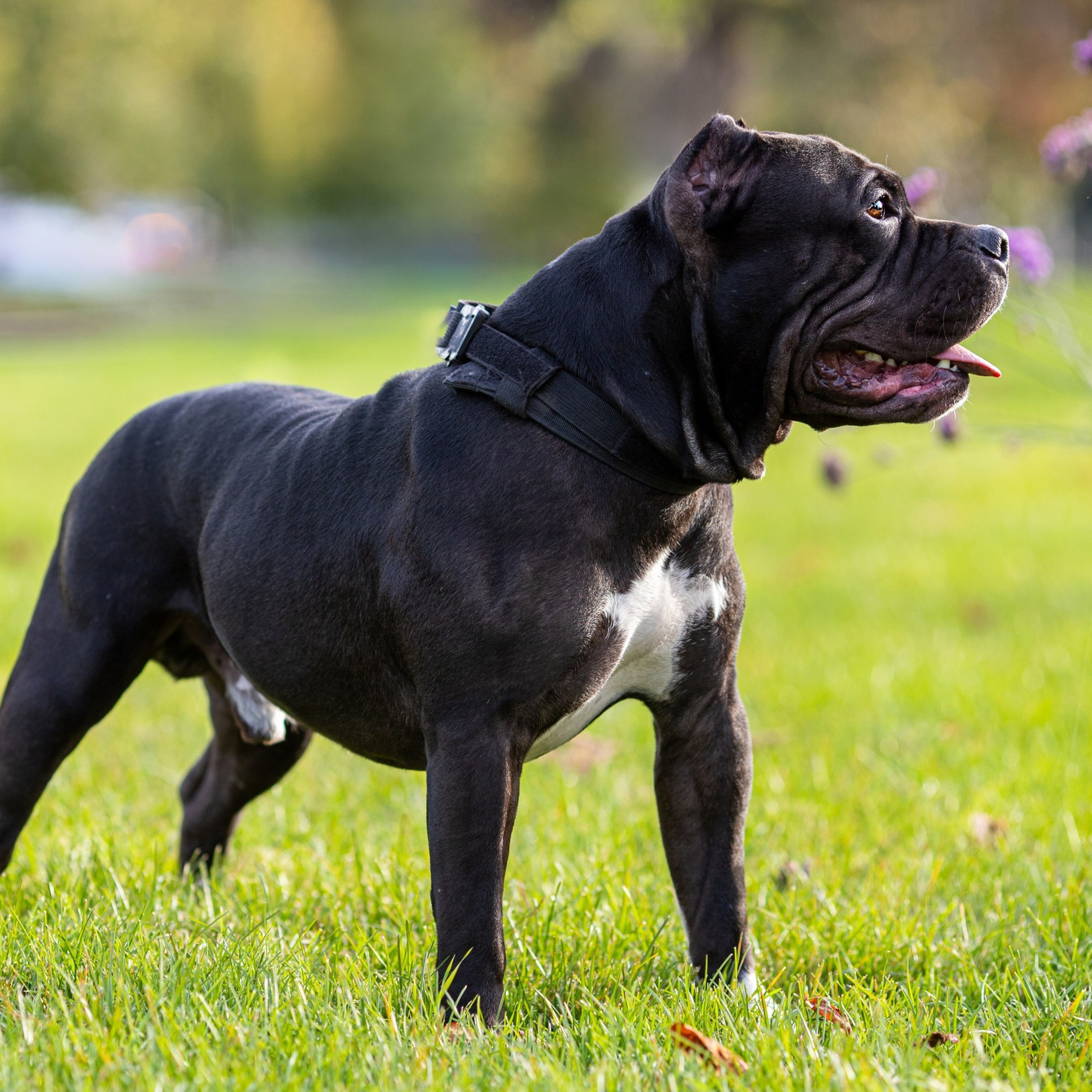 Хасан Американский Булли