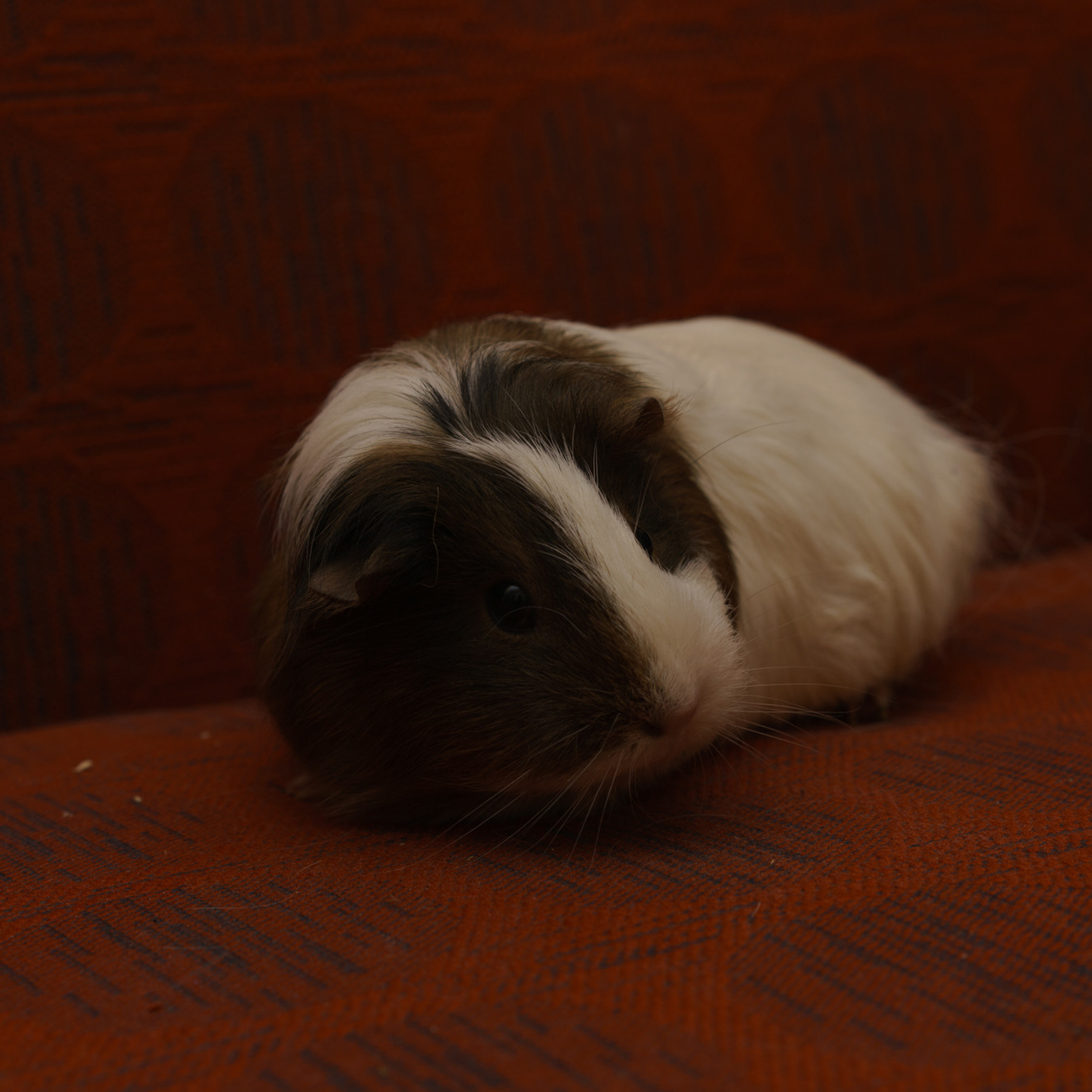 Отзывы о фотографе в Санкт-Петербурге. Профессиональный фотограф в Санкт-Петербурге Переславцева Екатерина