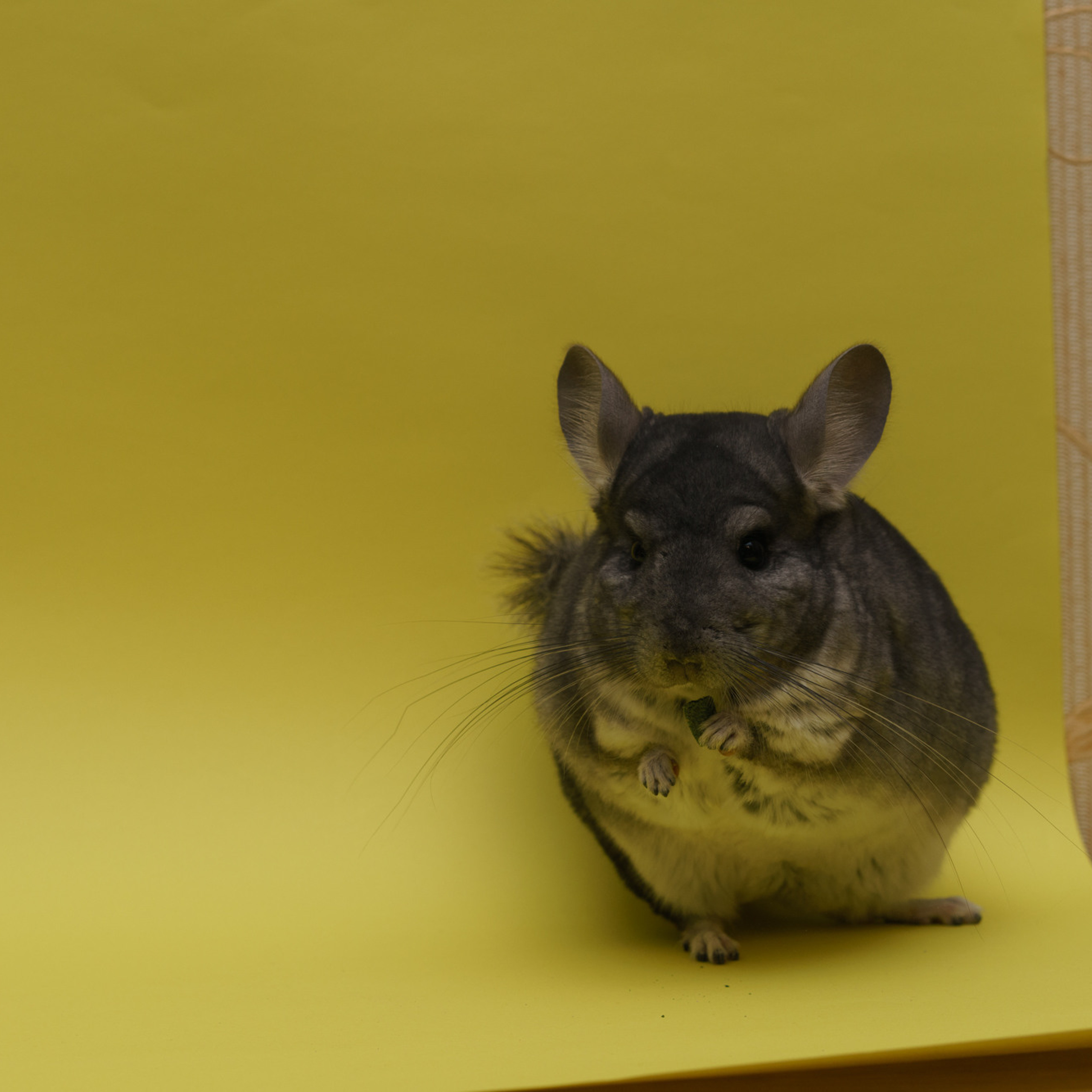 Отзывы о фотографе в Санкт-Петербурге. Профессиональный фотограф в Санкт-Петербурге Переславцева Екатерина