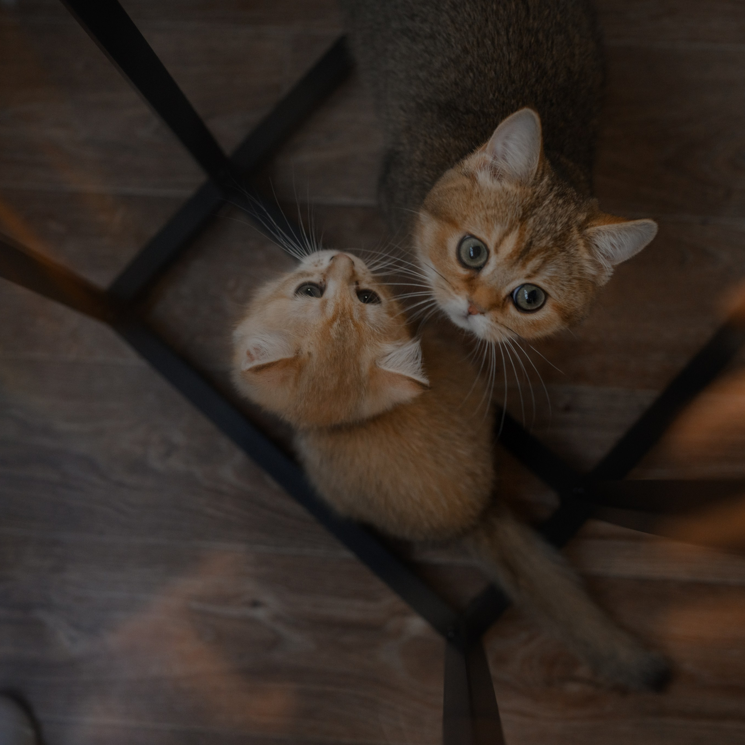 Питомник котят