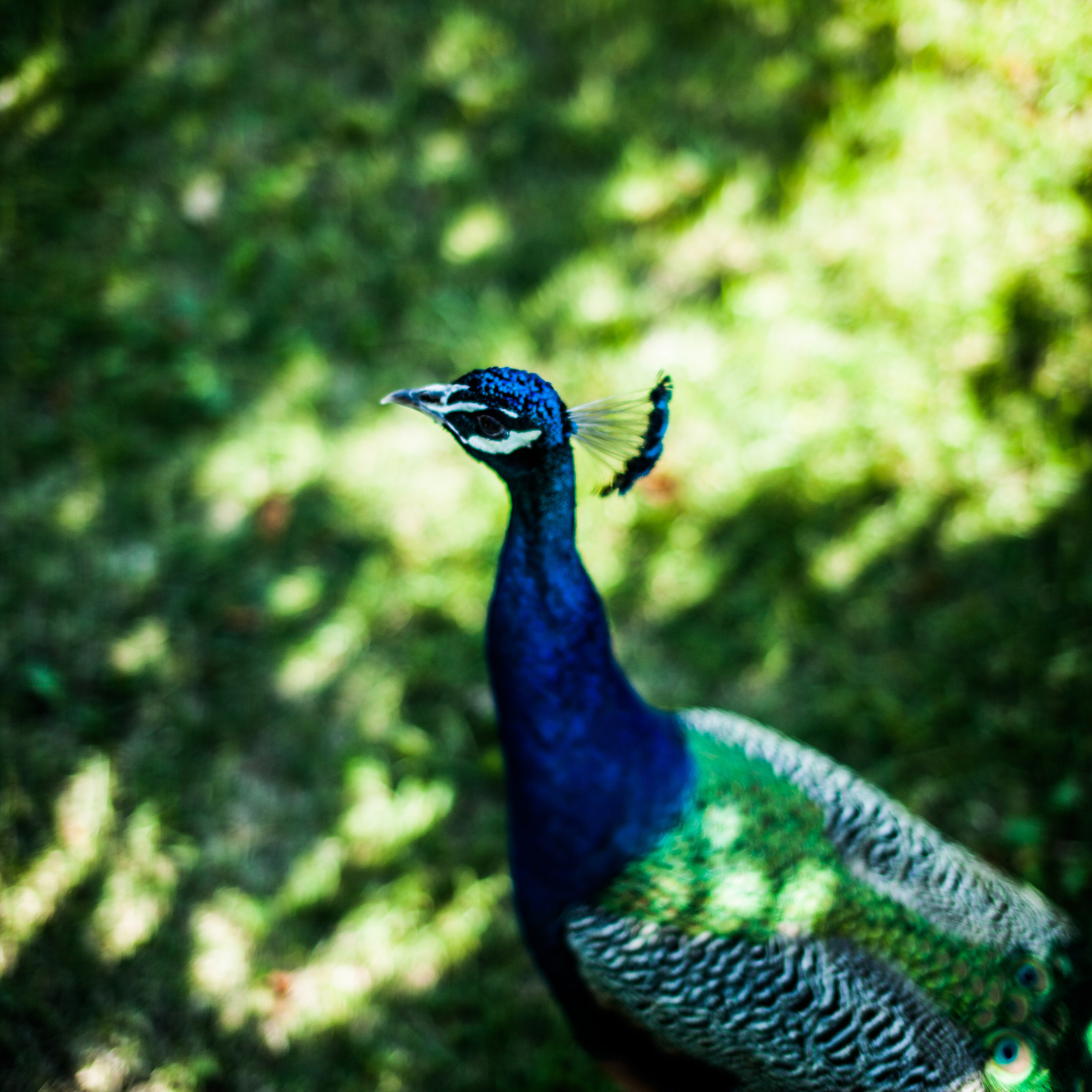 семейная прогулка в парке