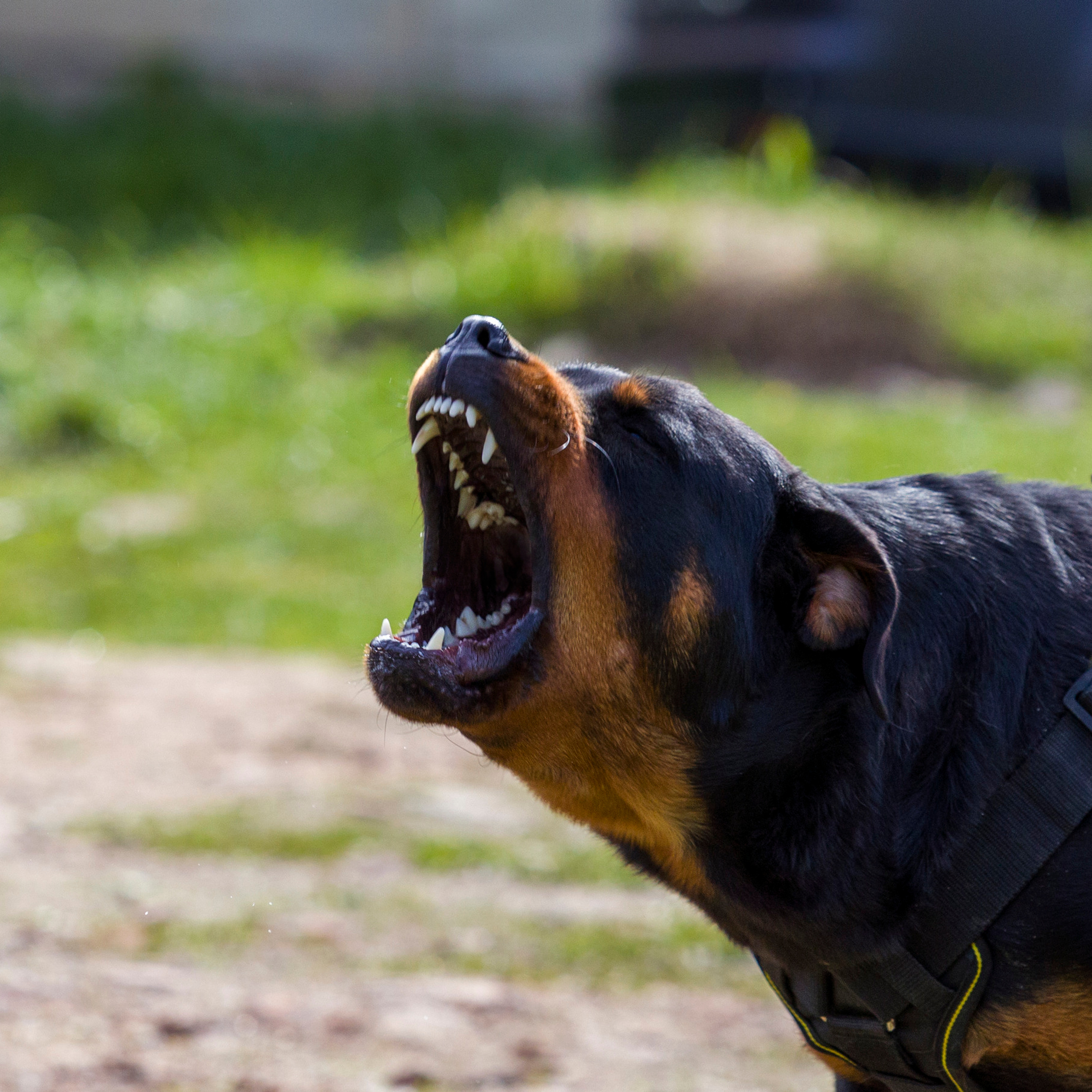 Отзывы. Фотограф — анималист Татьяна Ли