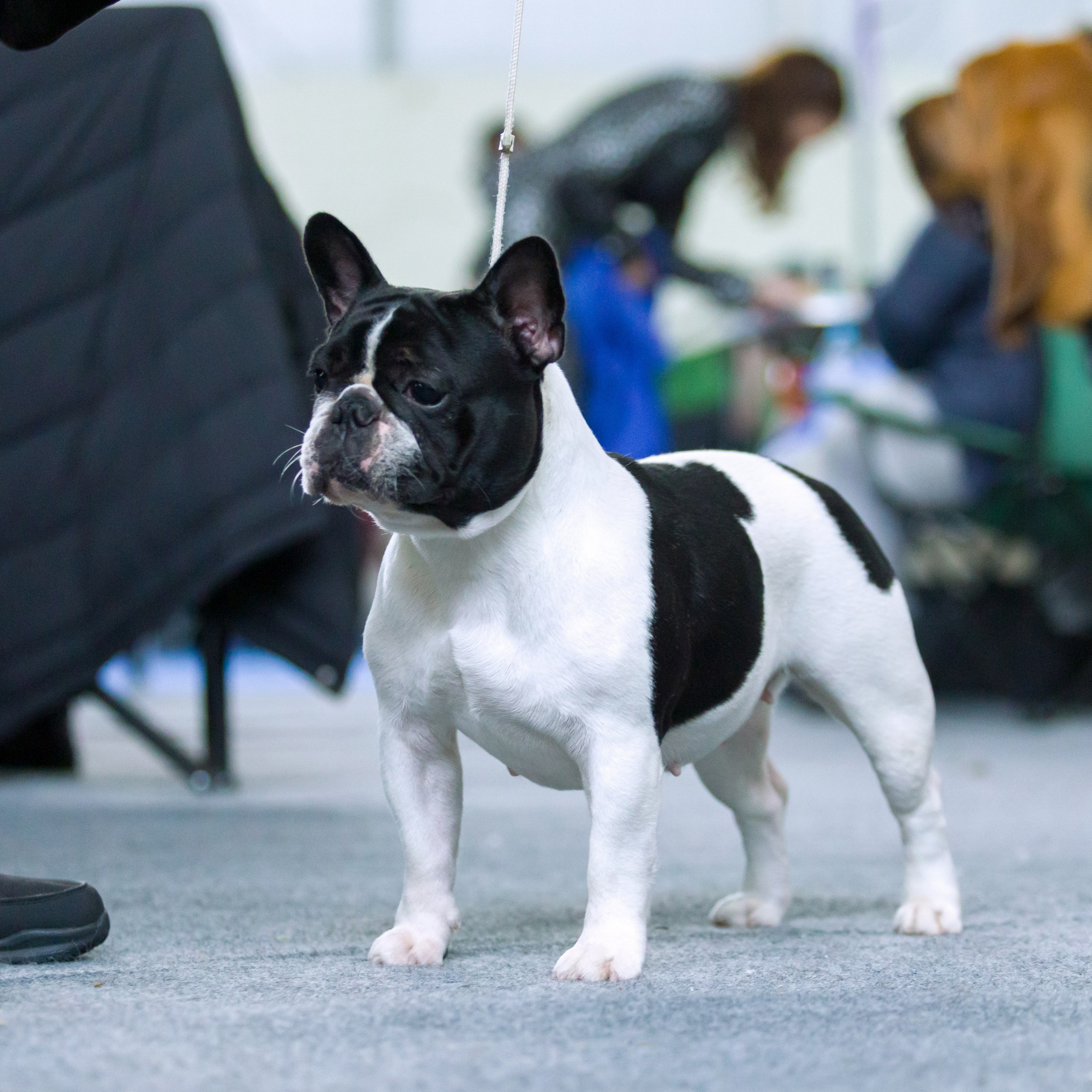 Отзывы. Фотограф — анималист Татьяна Ли